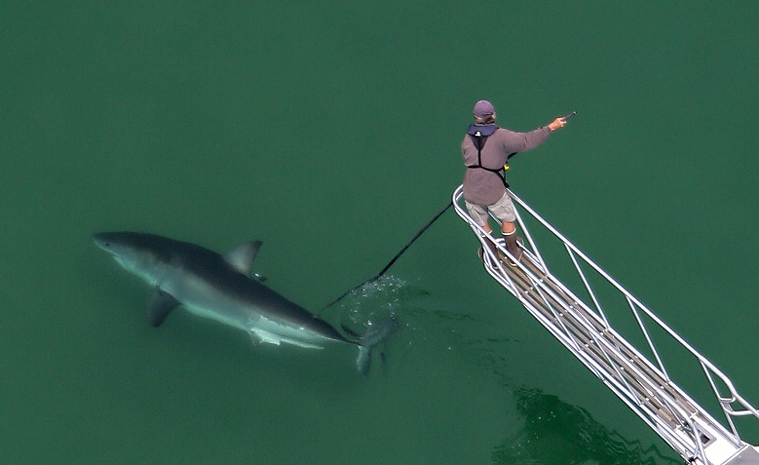 Greg Skomal tags a great white shark in the waters off Cape Cod.