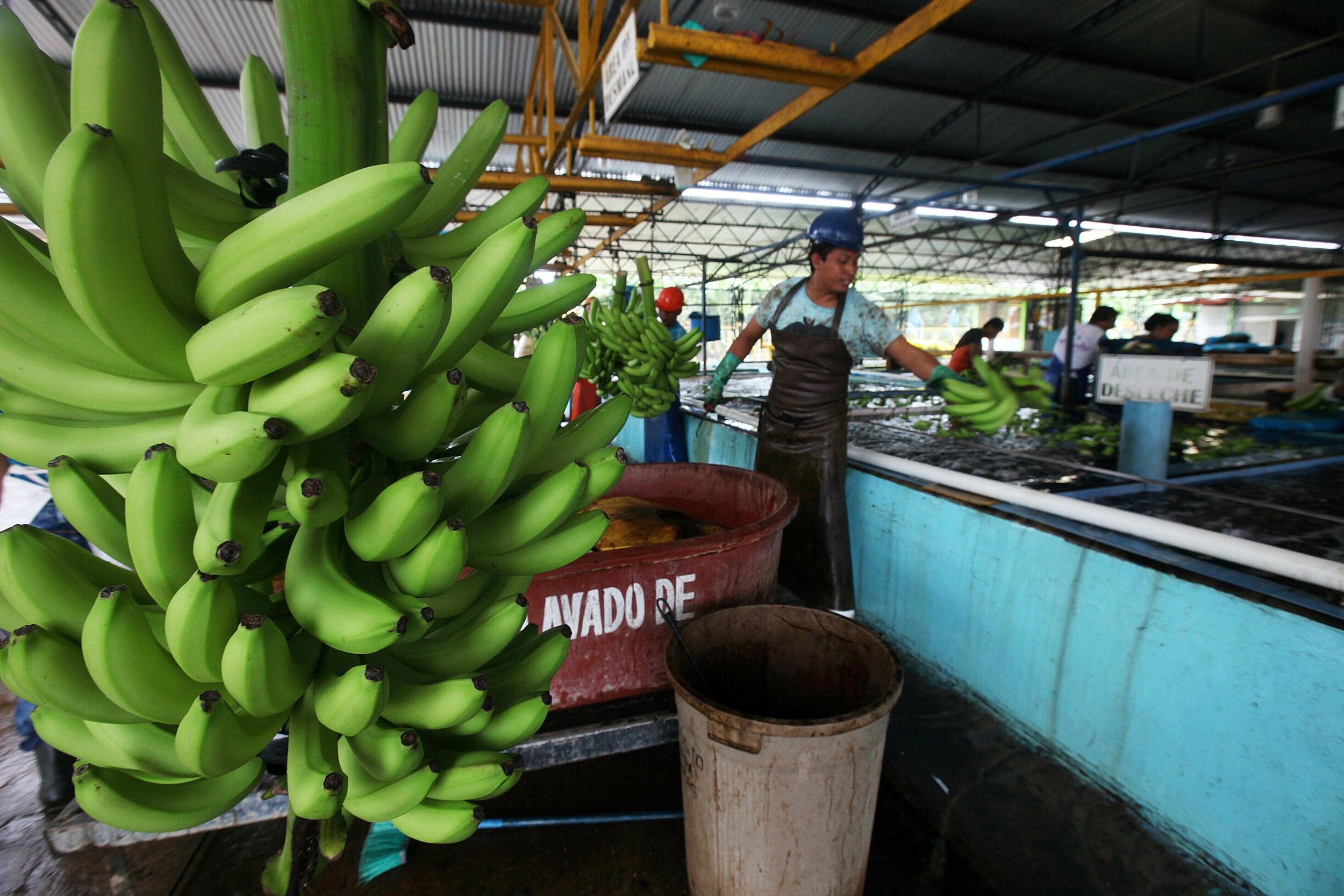 Workers sort freshly harvested bananas to be exported, at a farm in Ciudad Hidalgo, Chiapas state, Mexico.