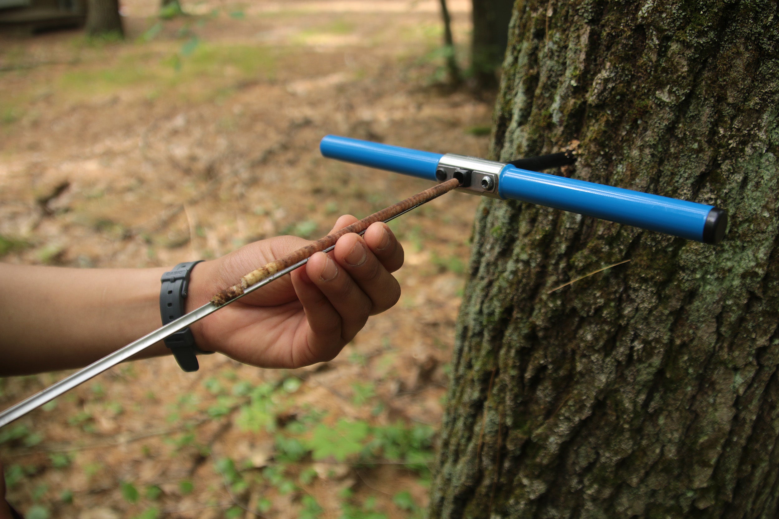 scientific tool measuring a tree