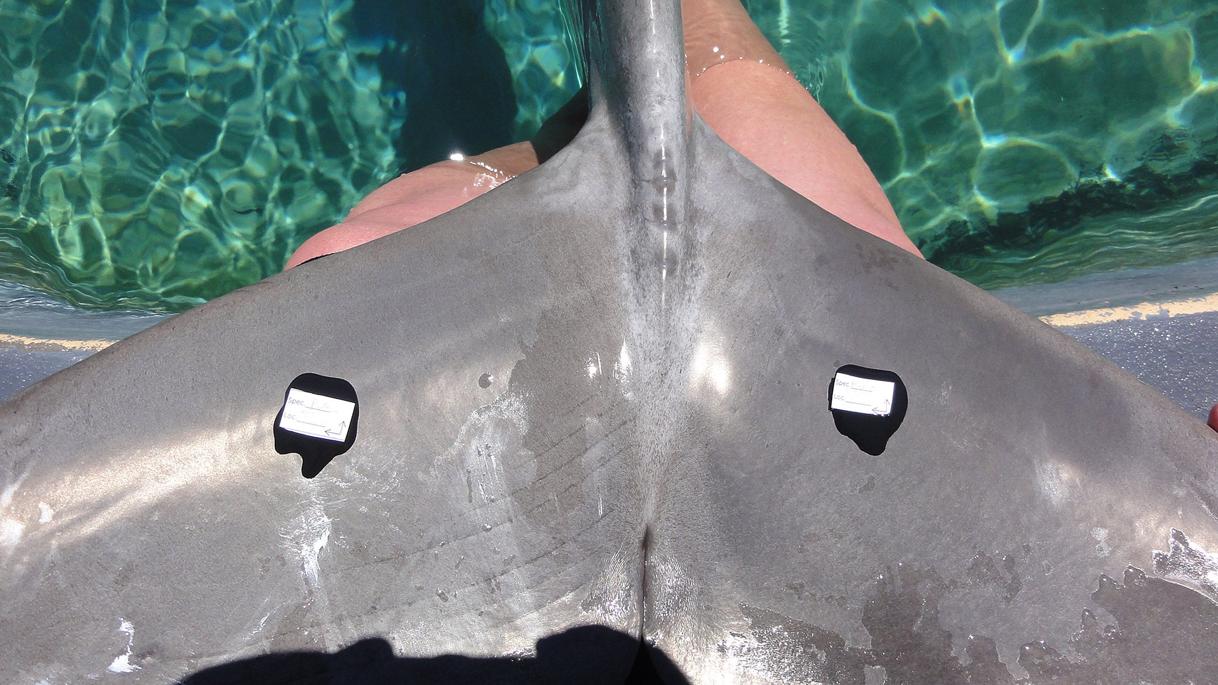 molding compound on tail of dolphin