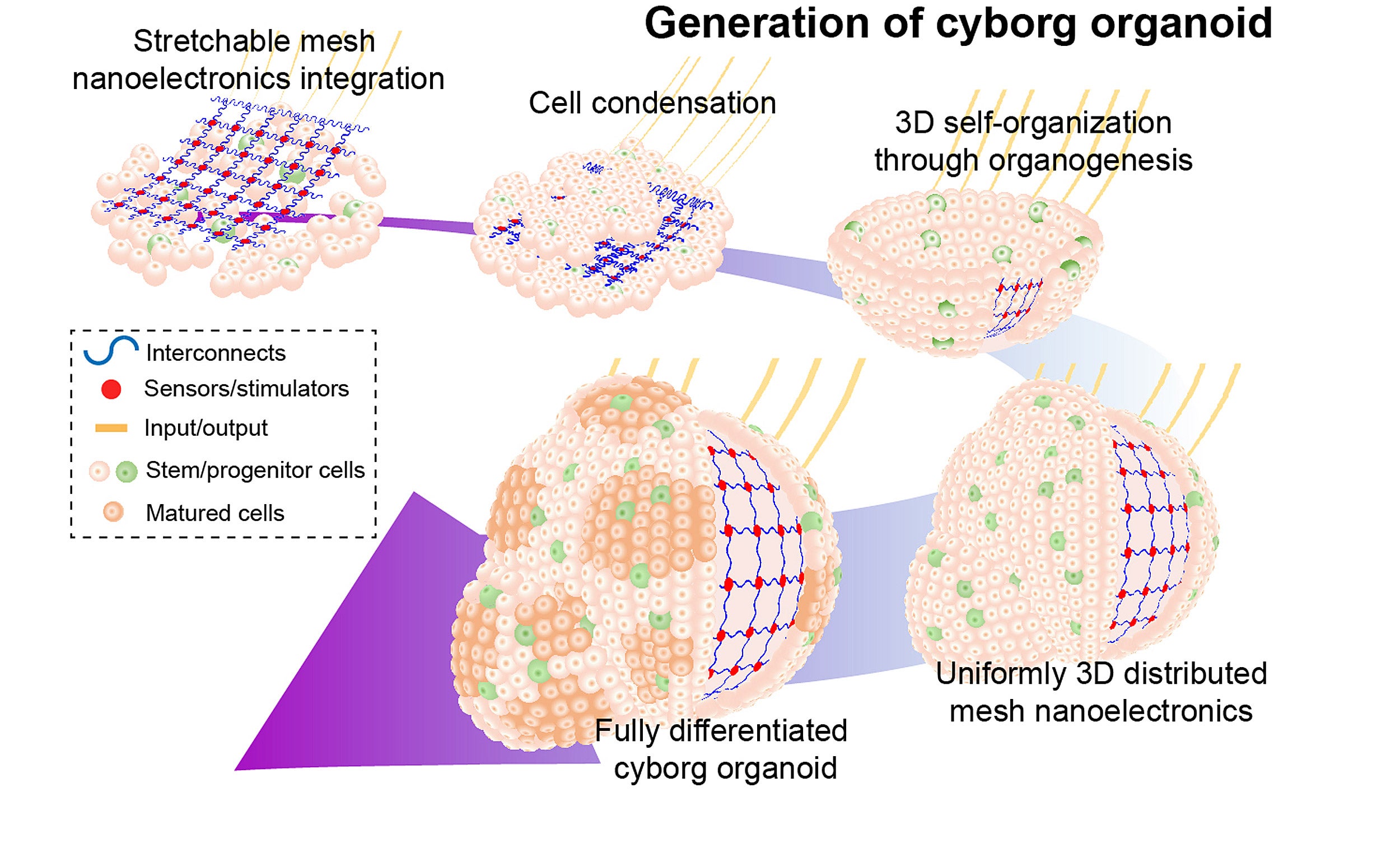 Generation of cyborg organoids, illustrated.