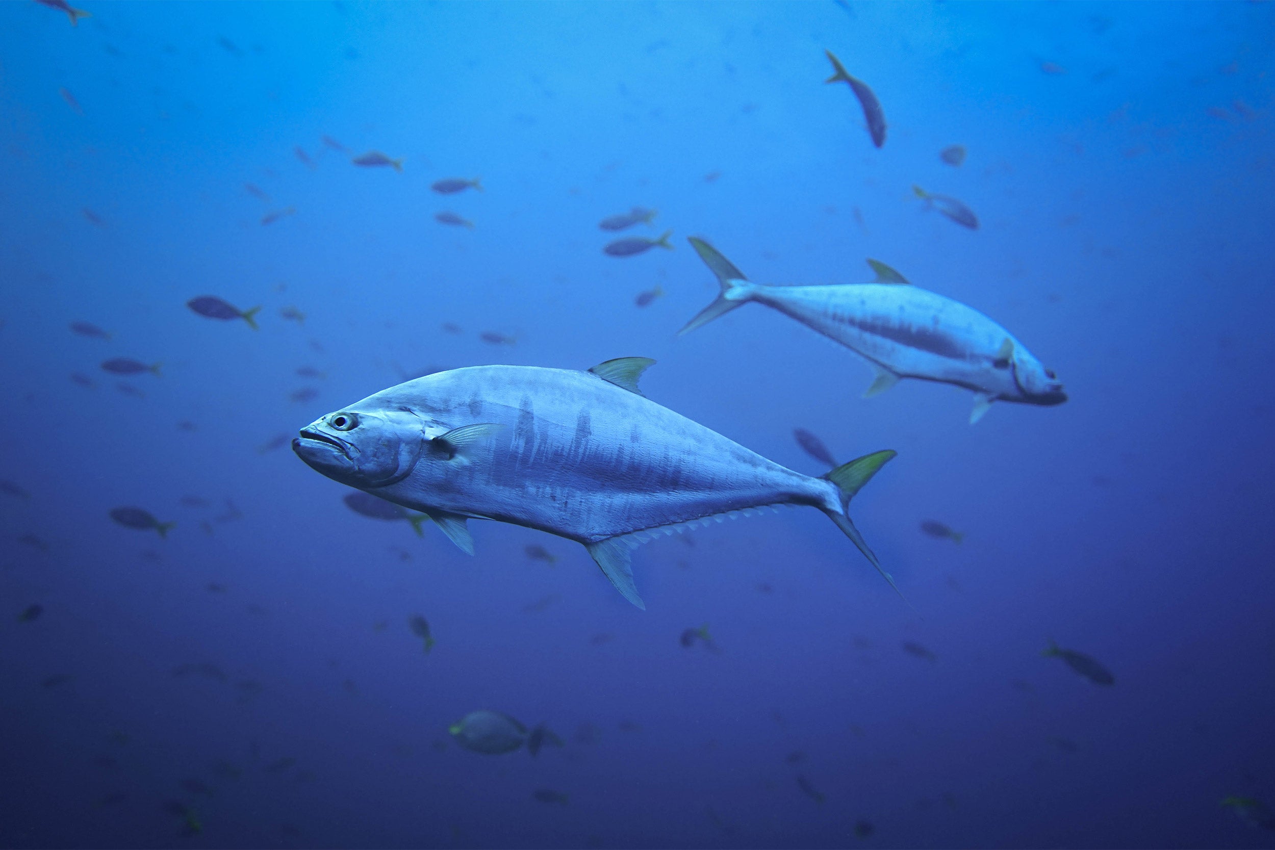 Mercury in Fish: Is It Dangerous to Us?