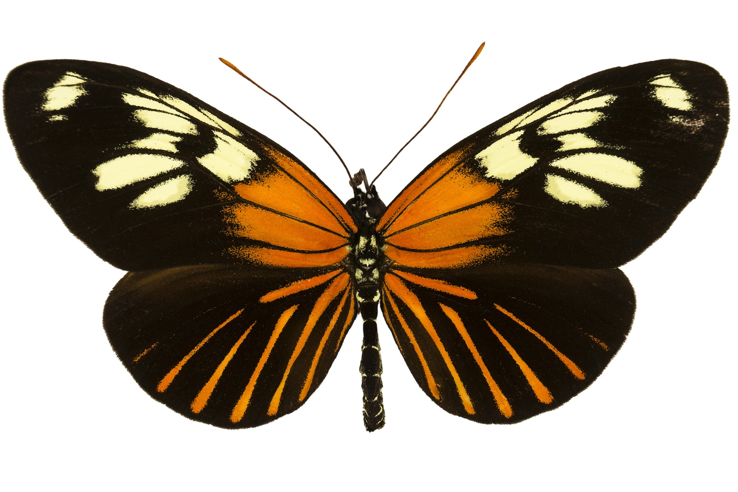 Heliconius xanthocles butterfly illustration with wings spread.