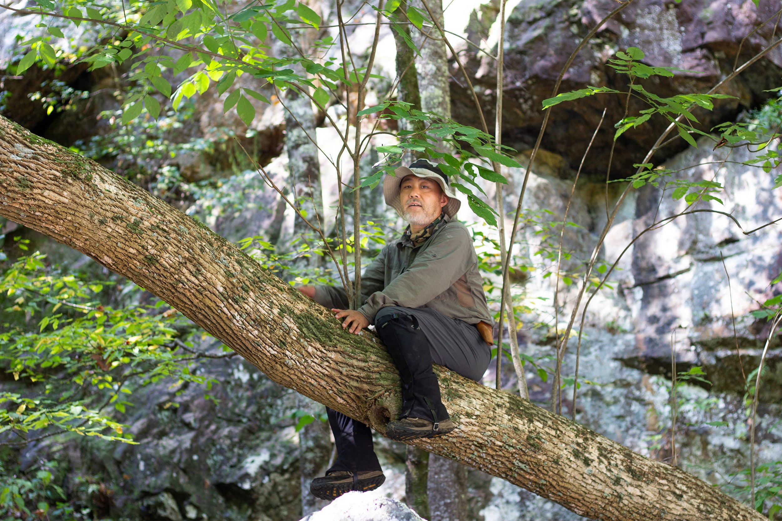 Kang Wang perches on an ash tree limb.