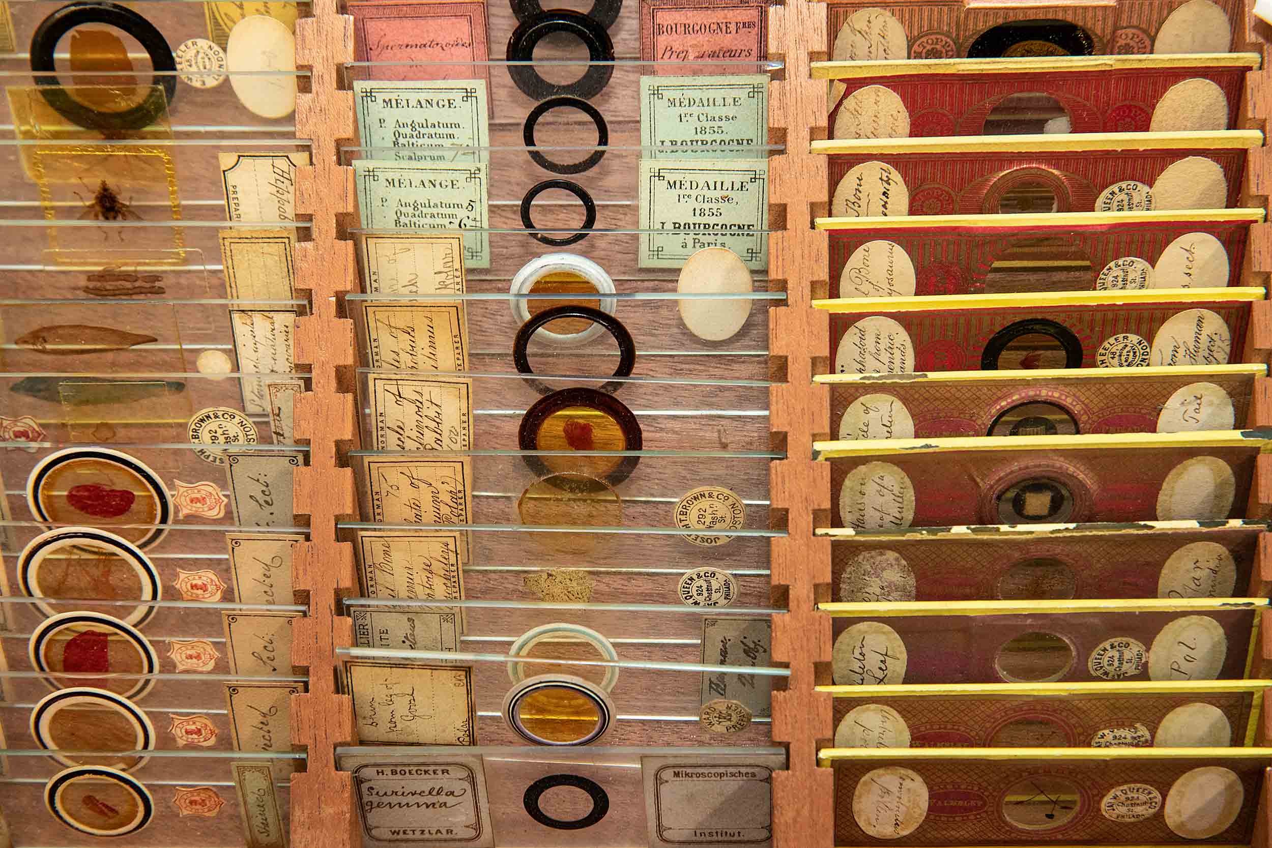 This drawerful of microscope slides contain animal tissue, plants, and insects with a binocular microscope made by H. & W. Crouch, London, 1862-1867.