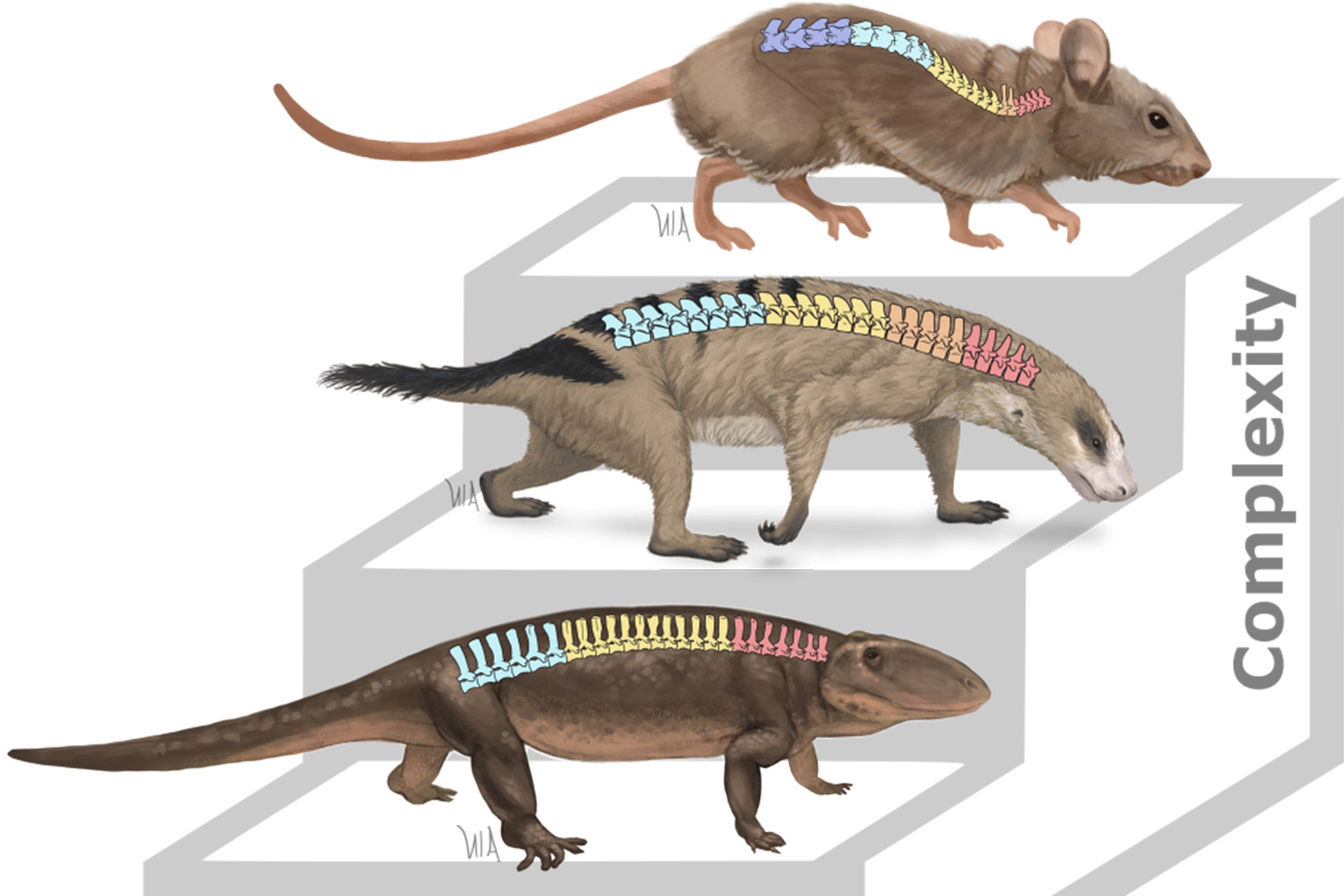 Graphic of spines in mammals.