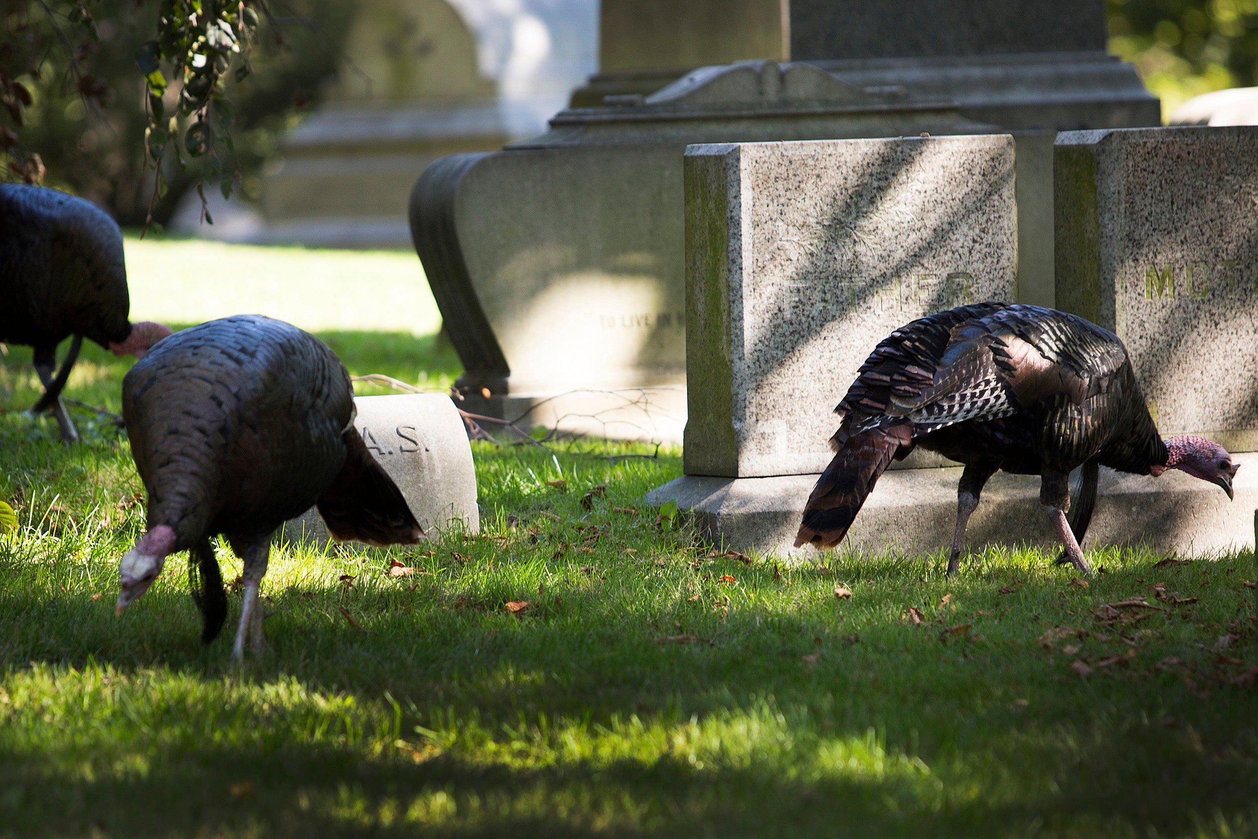 Three wild turkeys grazing in Mount Auburn Cemetery.