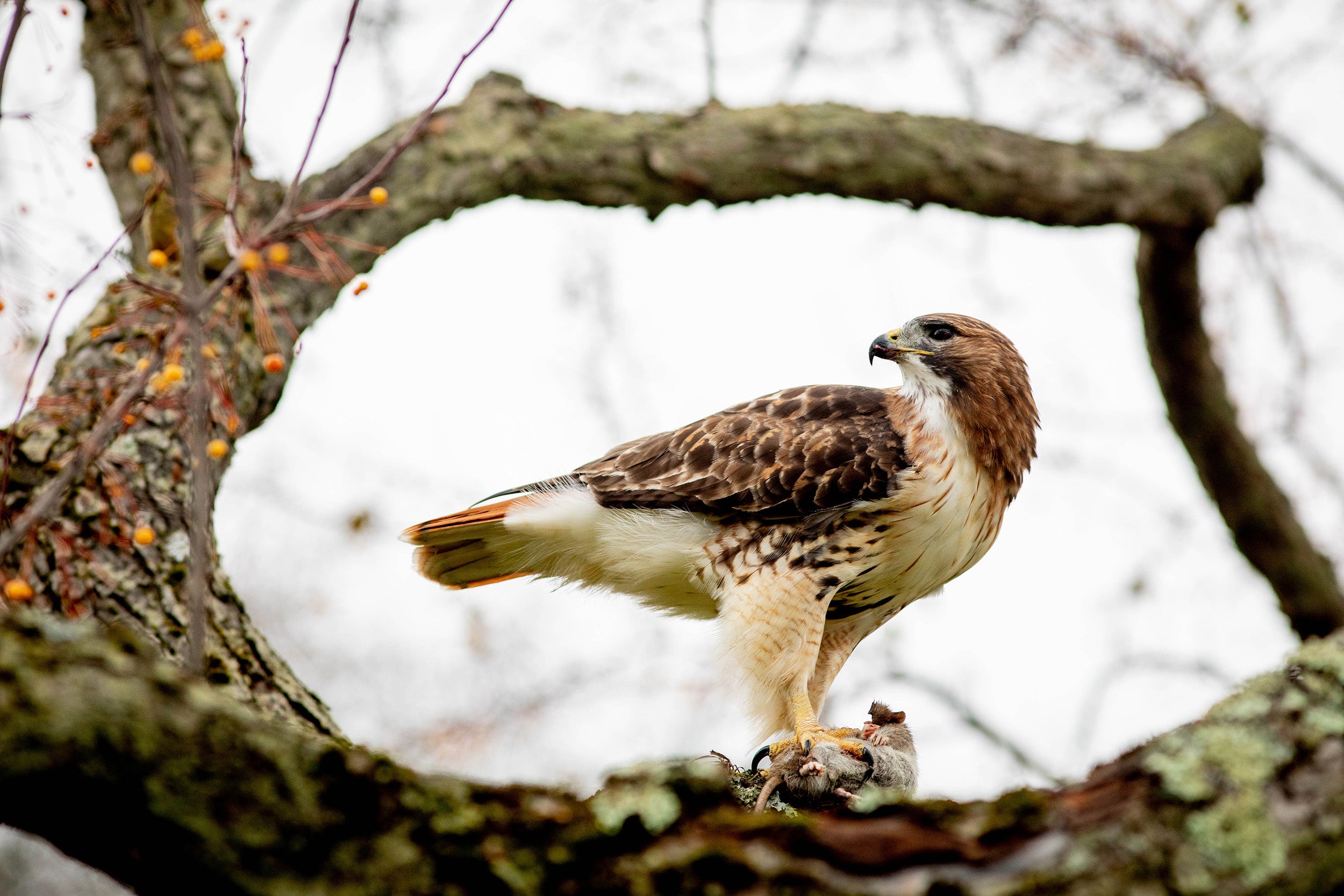 A hawk guards its prey.