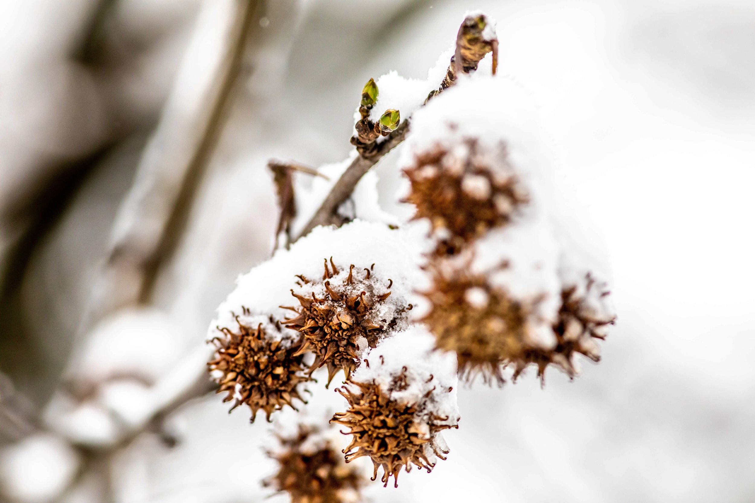 Snow lands on the fruits of a sweetgum tree.