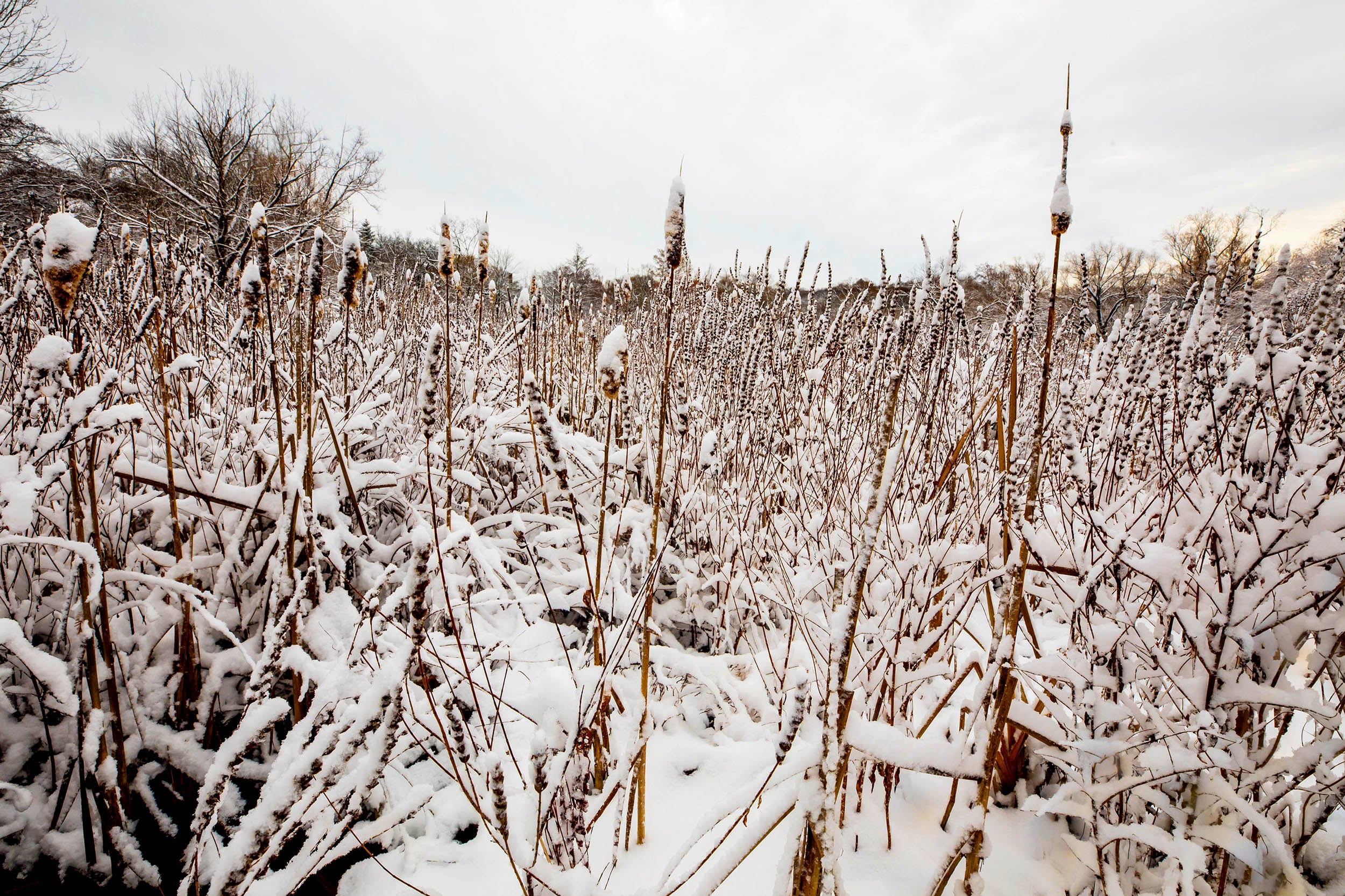 Snow falls on a field of reeds by the Arborway Gate.