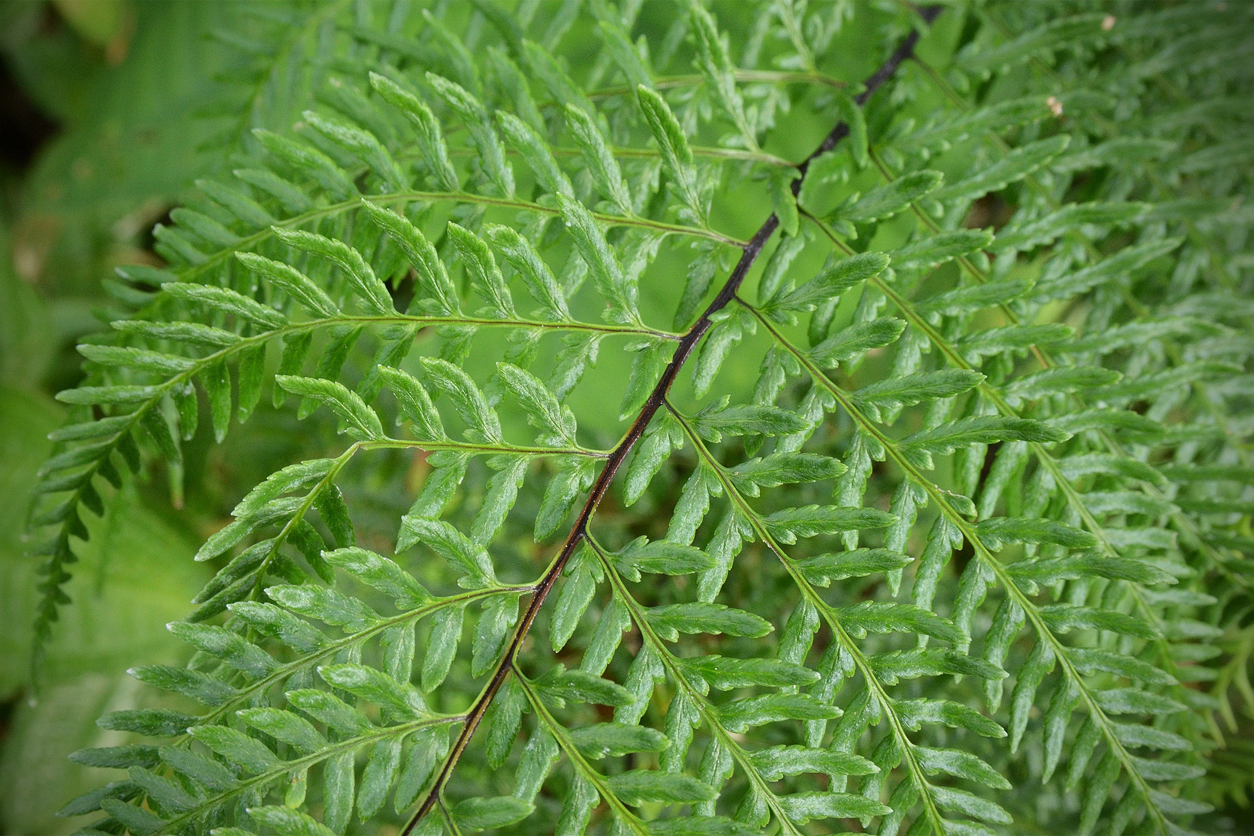 Closeup of a fern.