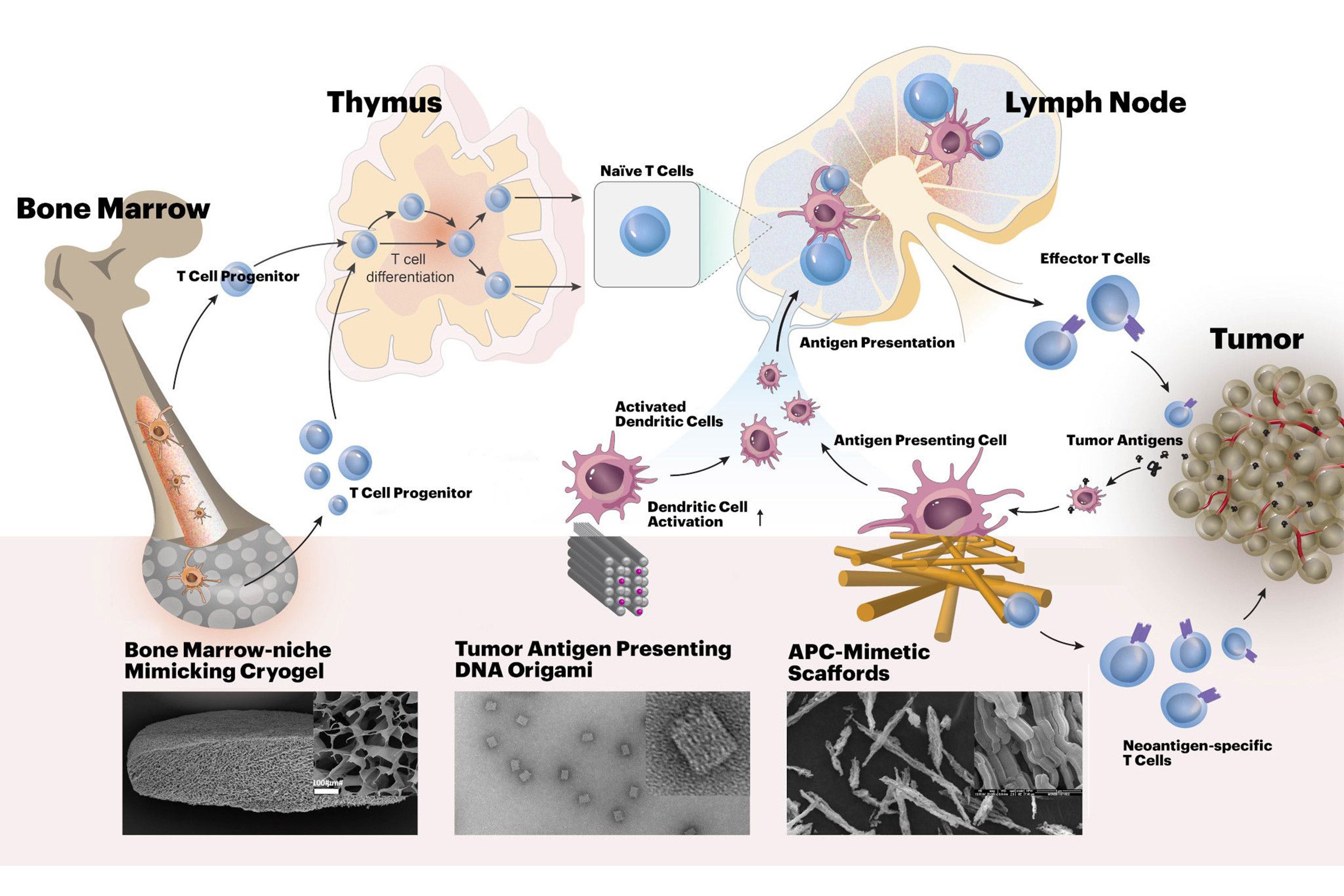 Harvard’s i3 Center will develop new biomaterials-based approaches for cancer immunotherapy. The materials will enhance tumor-specific activities of cytotoxic T cells, acting at different stages of their development.