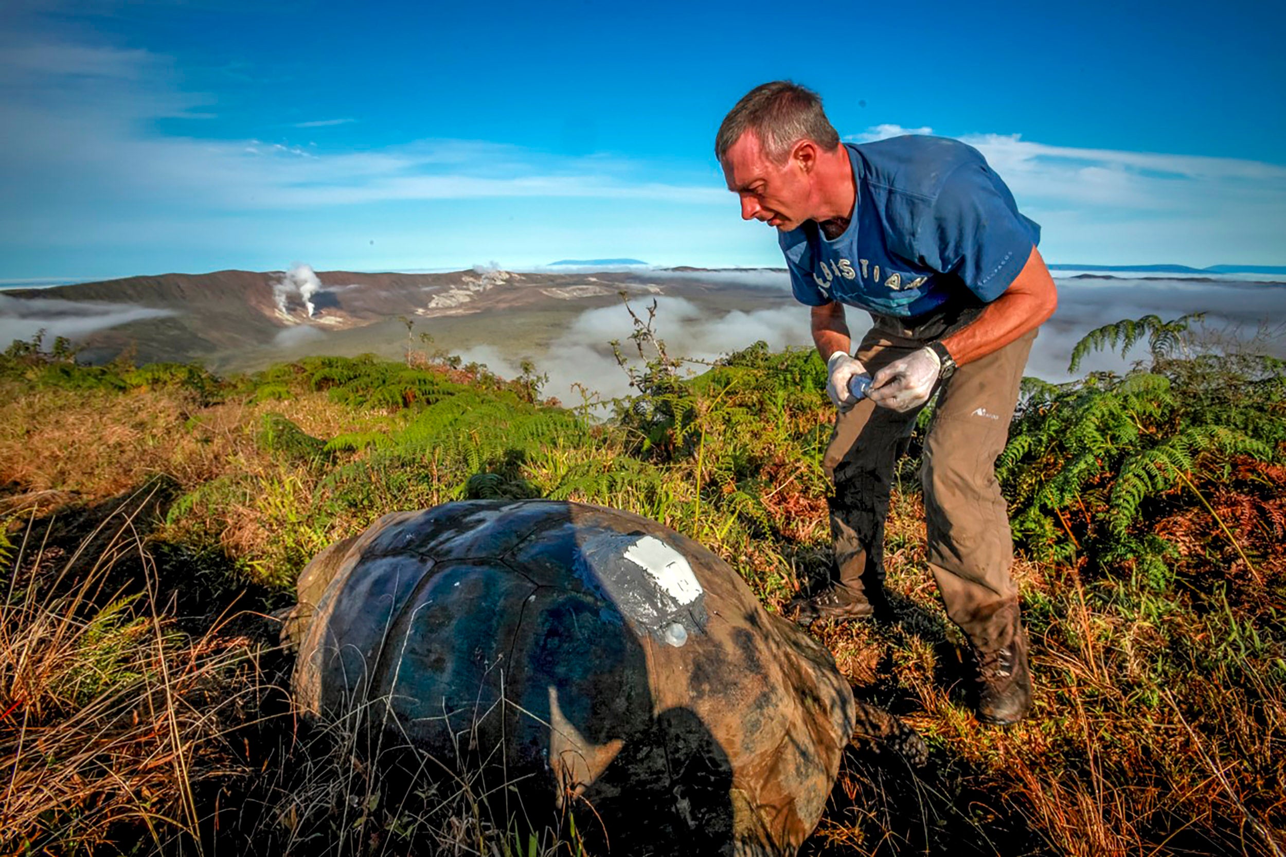 Galapagos giant tortoise with solar GPS tag