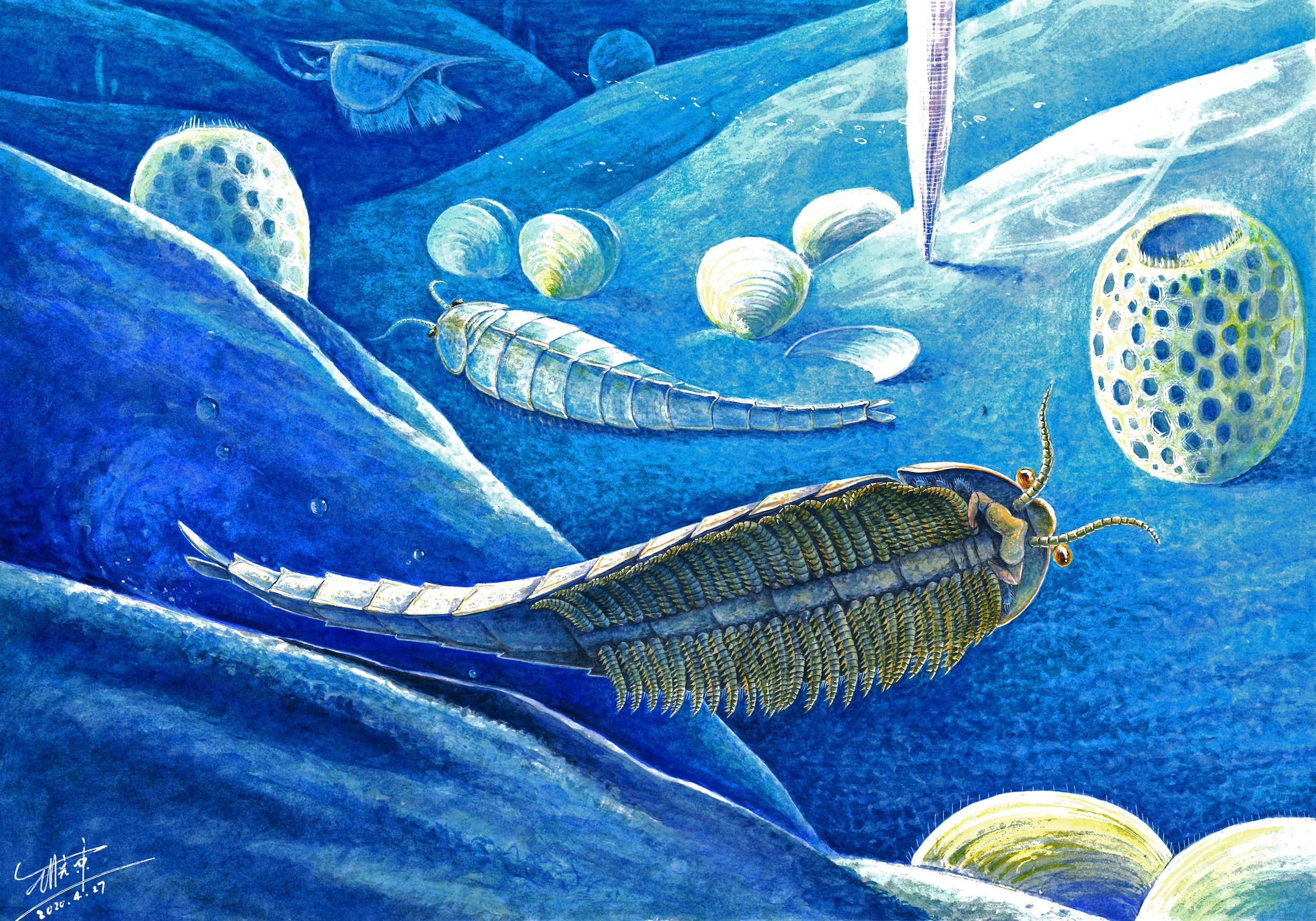 Cambrian illustration.