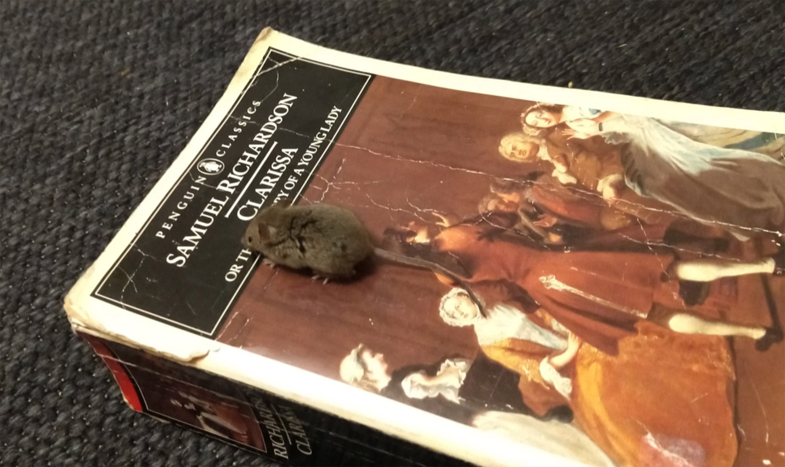 A mouse on a book.
