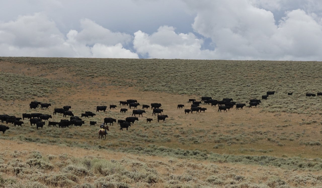 Ranching cattle