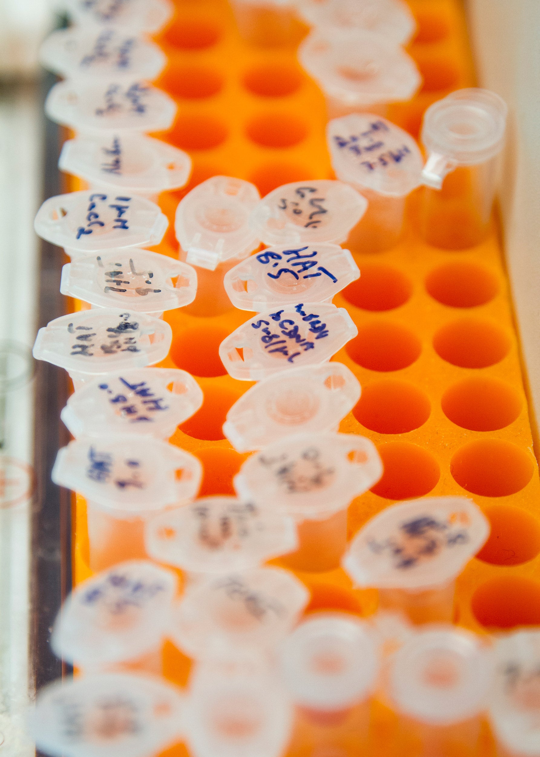 Microcentrifuge tubes in a rack.