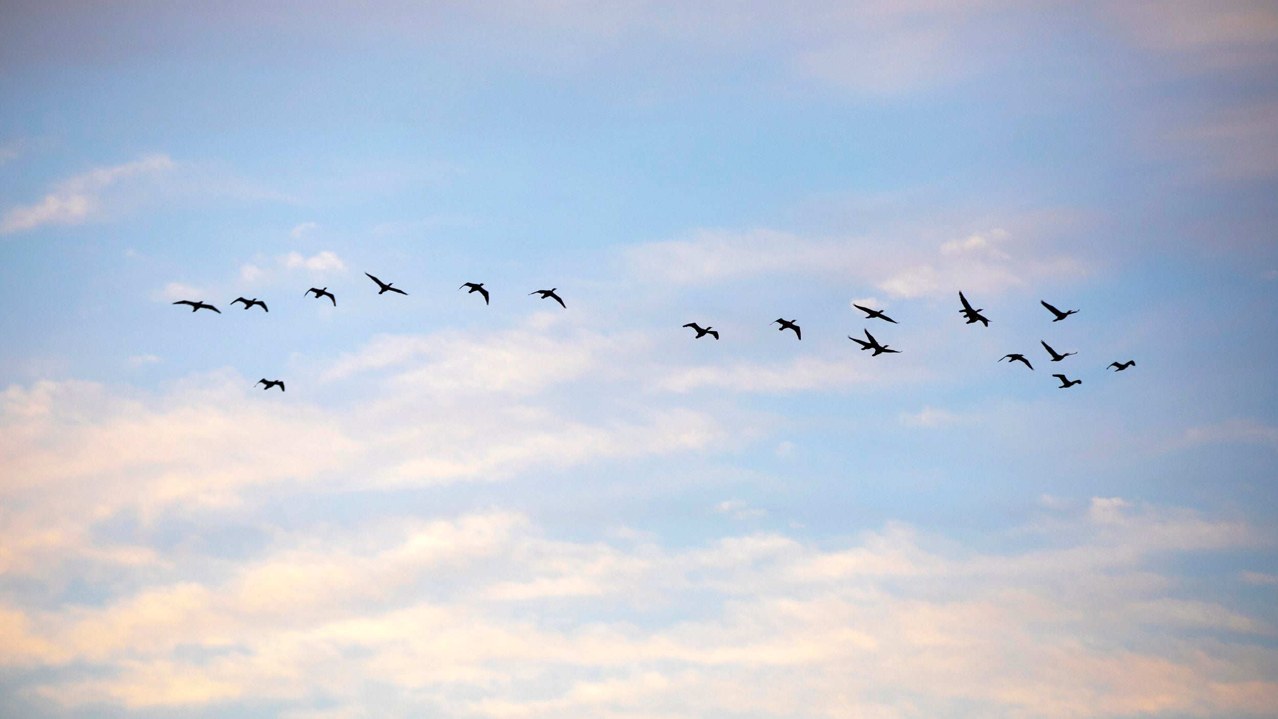 Cormorants fly across the morning sky.