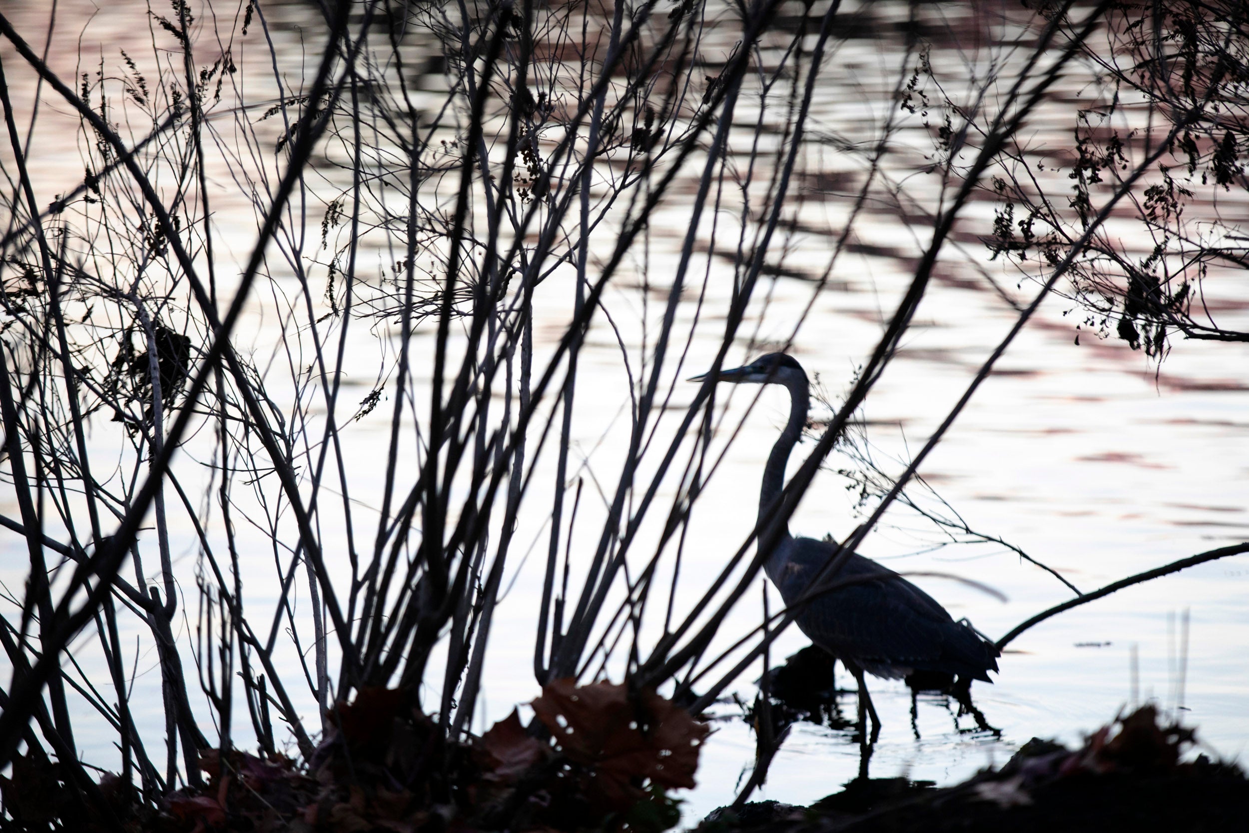 A heron searches for its morning snack at dawn.