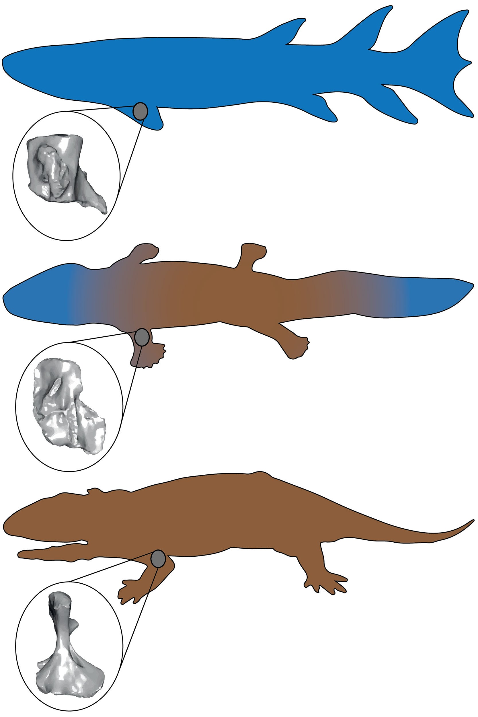 Reconstructing vertebrates rise from the water to land — Harvard