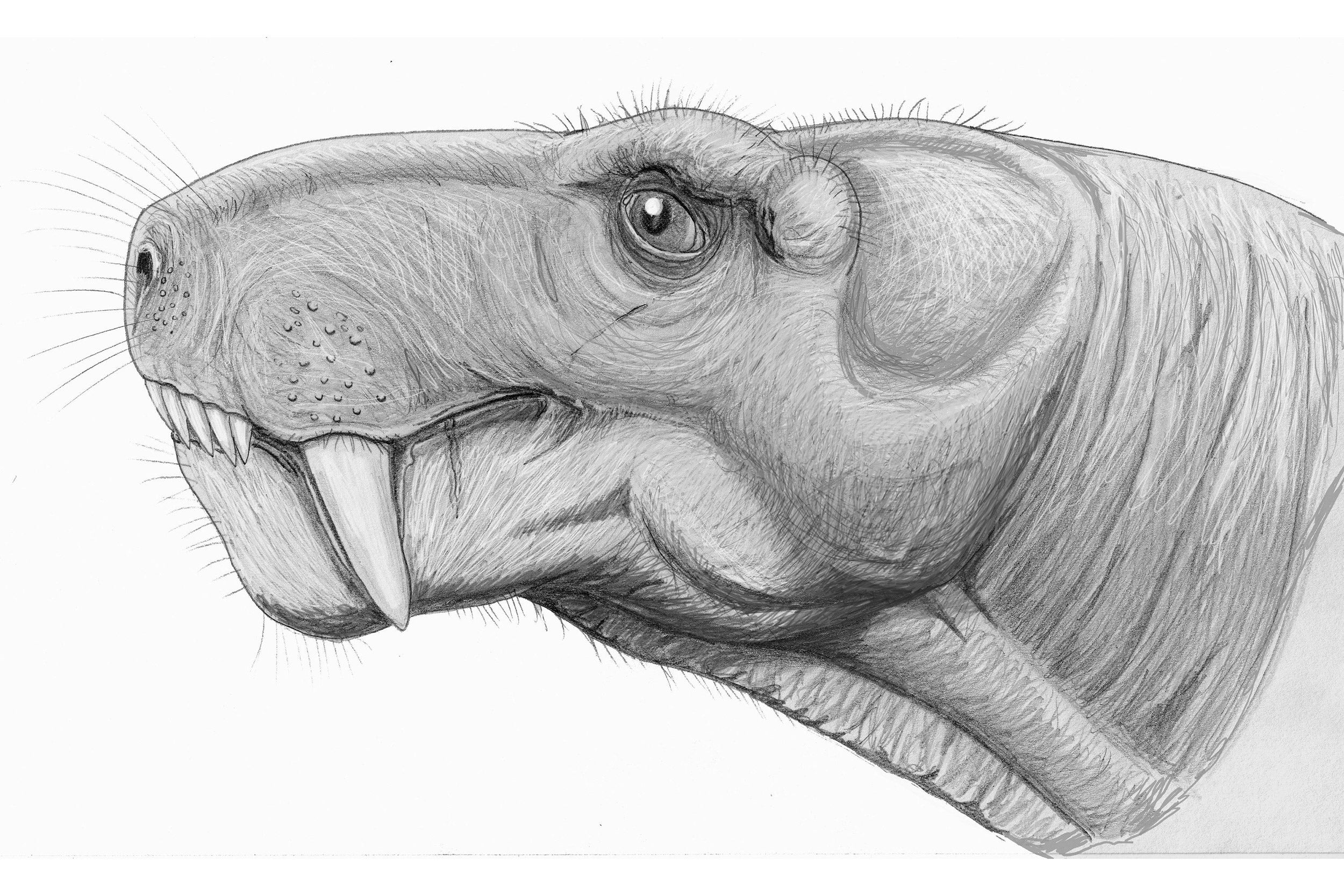 Illustration of a Gorgonopsid