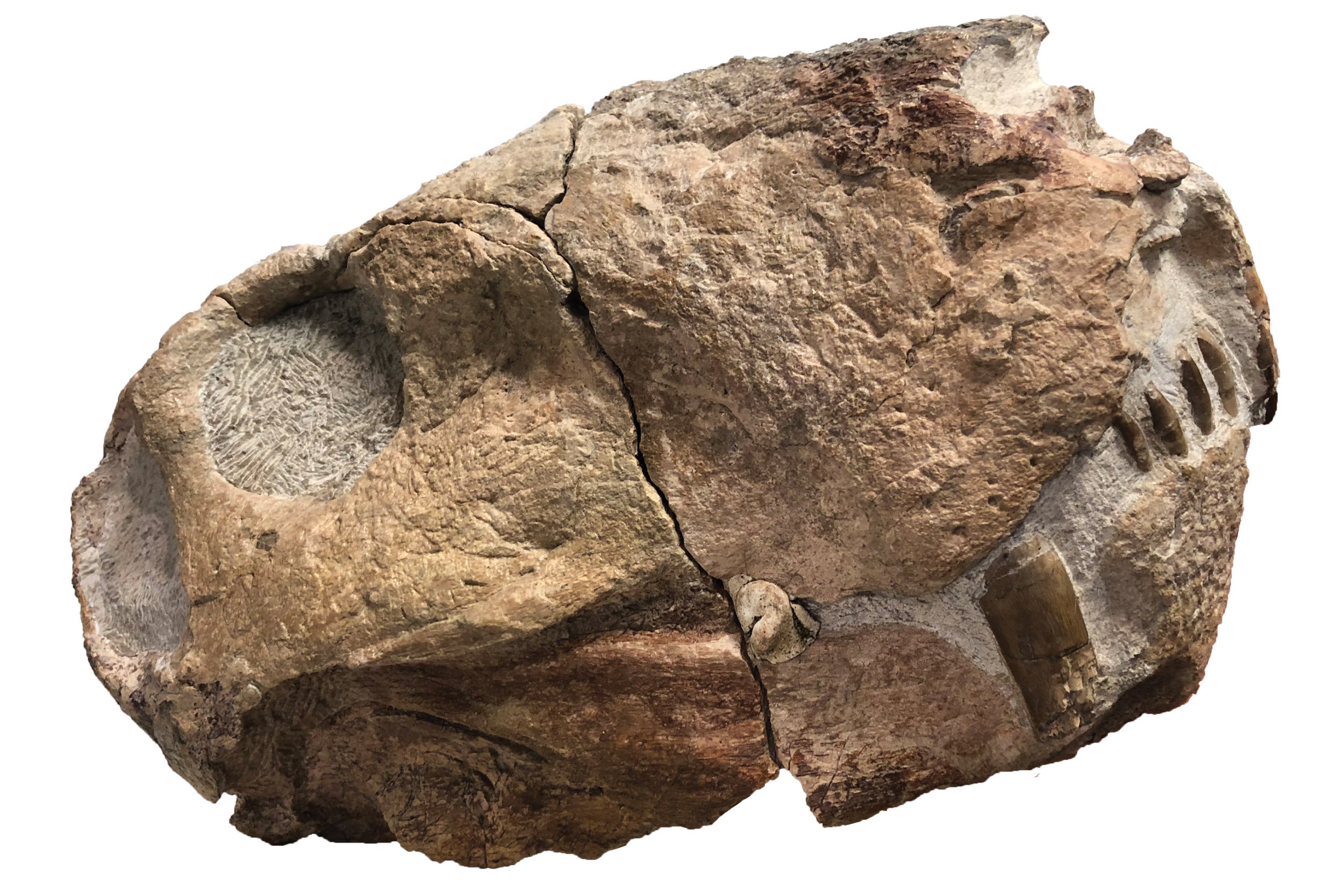 Skull of a gorgonopsian.