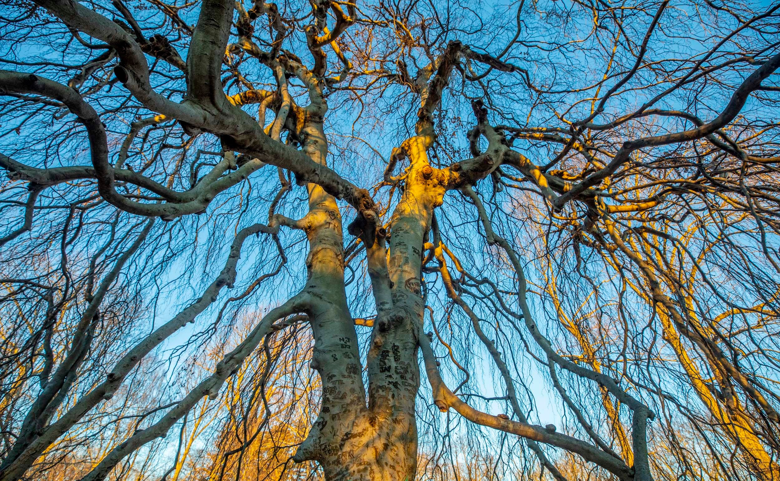 The Pendula, a European Beech Tree, is part of Beech Tree collection on Beech Path in the Arnold Arboretum.