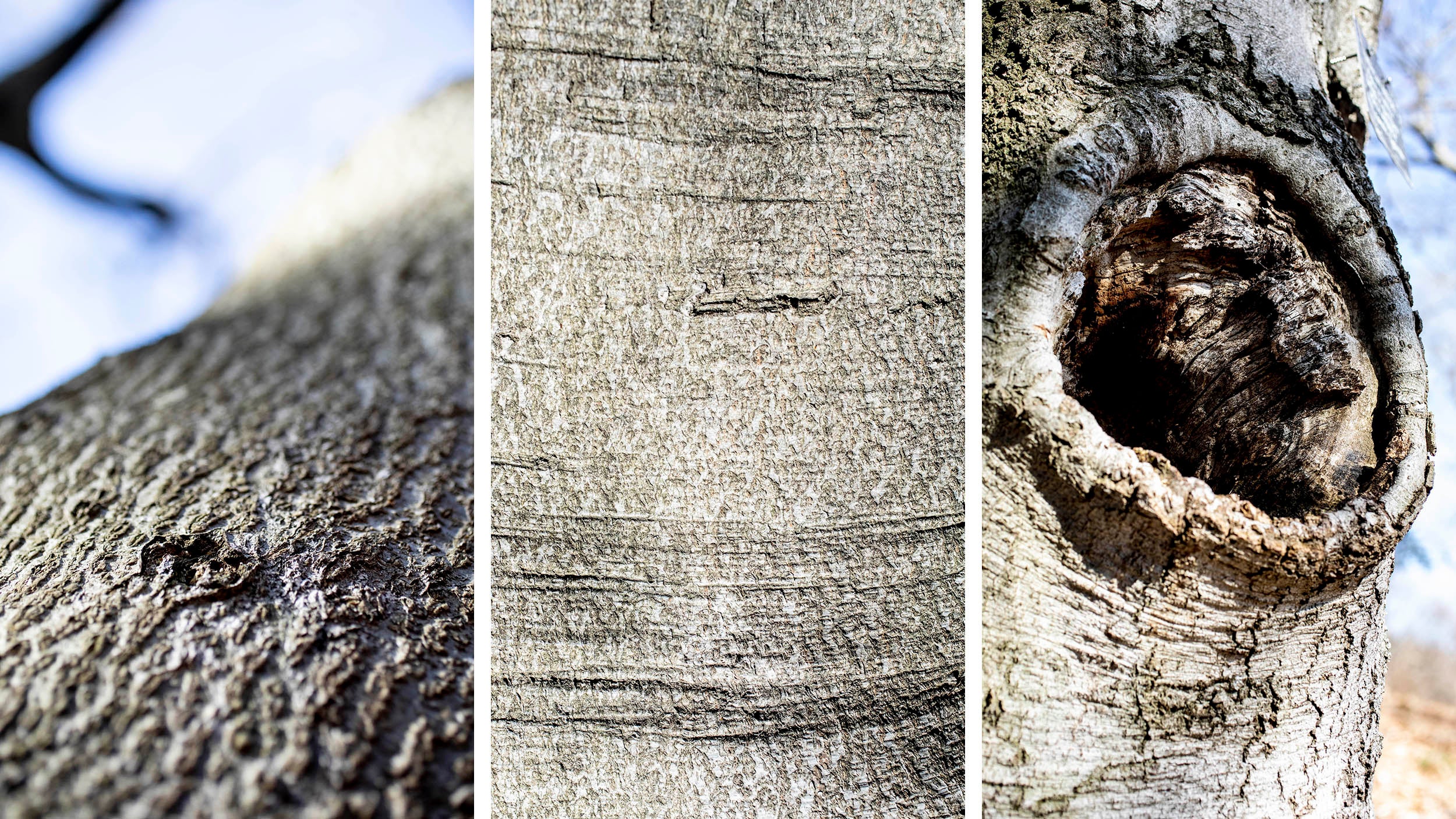 Close up textures of the bark of the Beech Tree collection on Beech Path in the Arnold Arboretum.