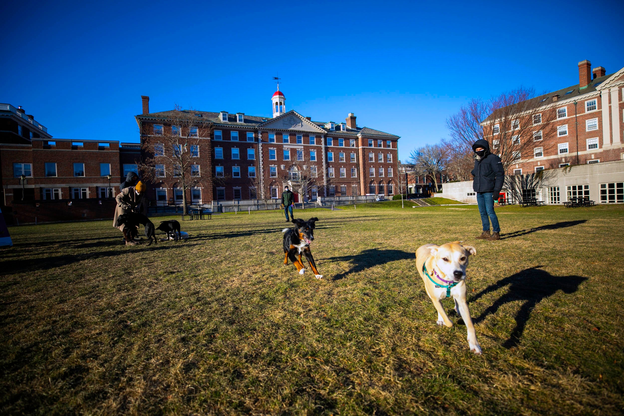 A puppy play group gathers in open space facing Cabot House.