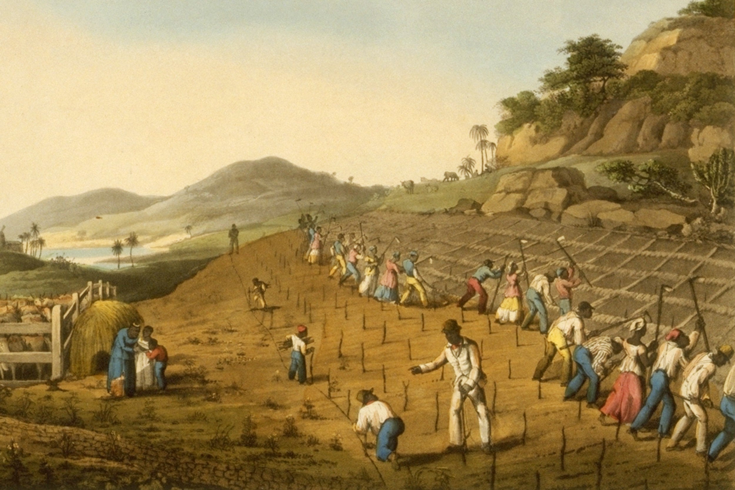 “Digging Holes for Planting Sugar Cane, Antigua, West Indies, 182