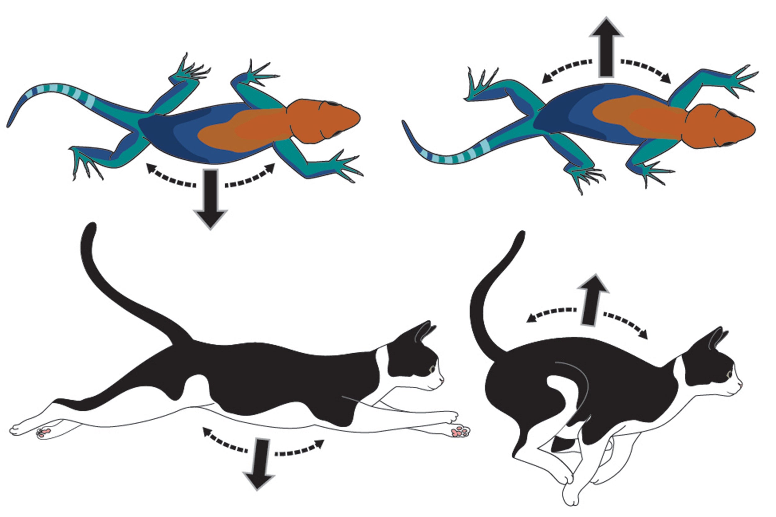 Lizard and cat movements
