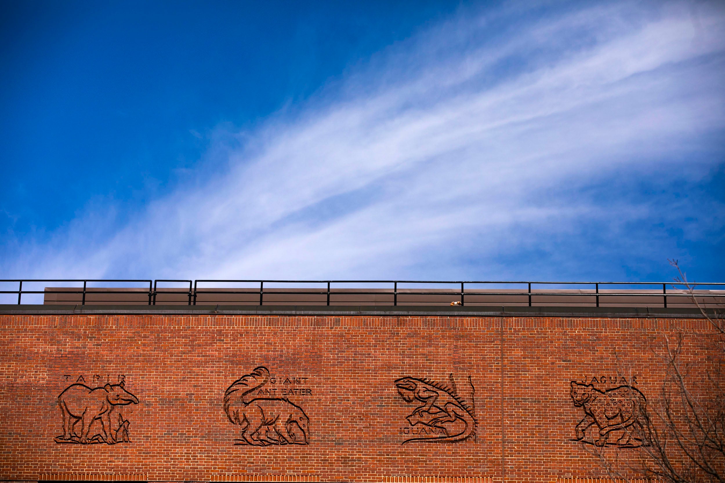 An animalia of tapir, giant anteater, iguana, and jaguar decorate the hand-carved frieze atop the five-story Biological Laboratory Building.