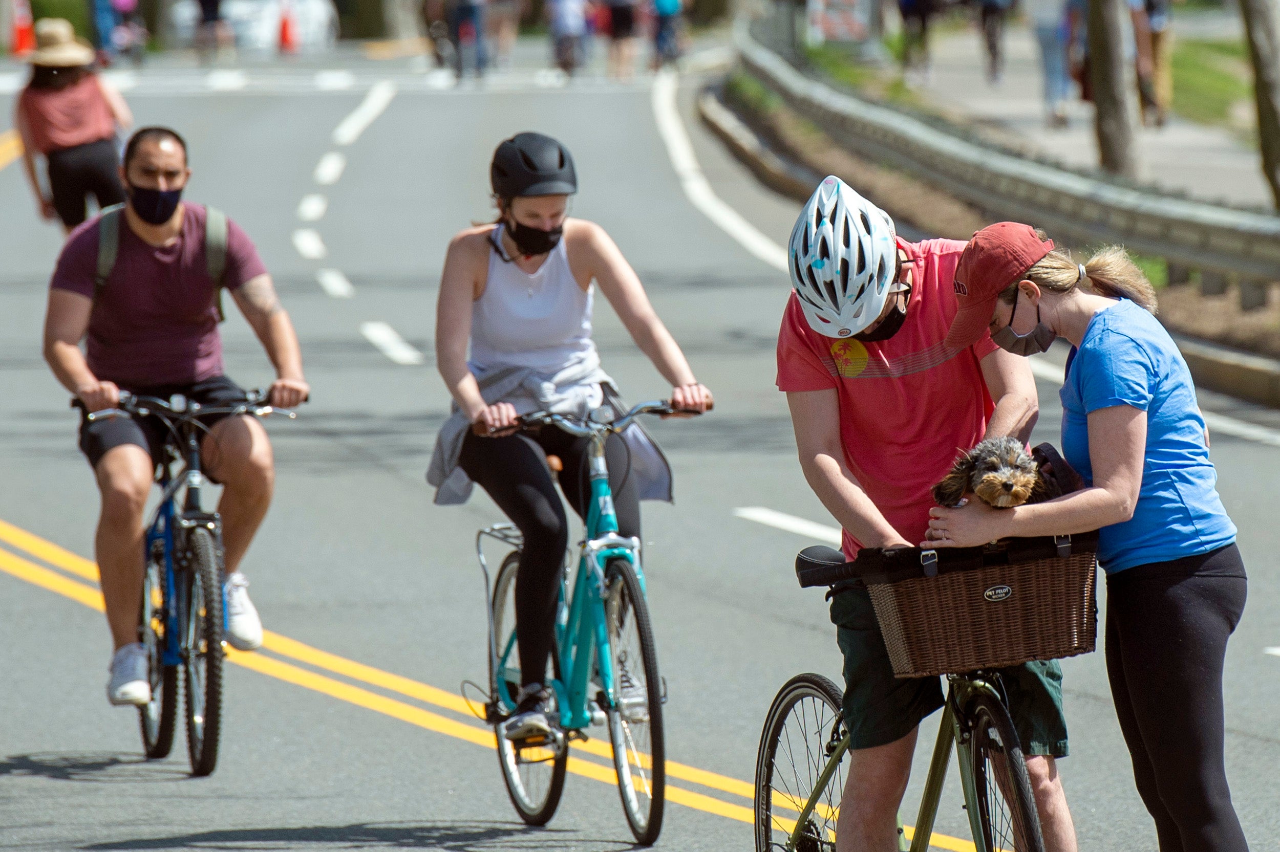 Sam Lazarus, a 2016 graduate of Harvard Business School, right, and Molly Levitt, 2010 from the Harvard Graduate School of Education, try to get their cockapoo comfortable in its new bicycle basket.