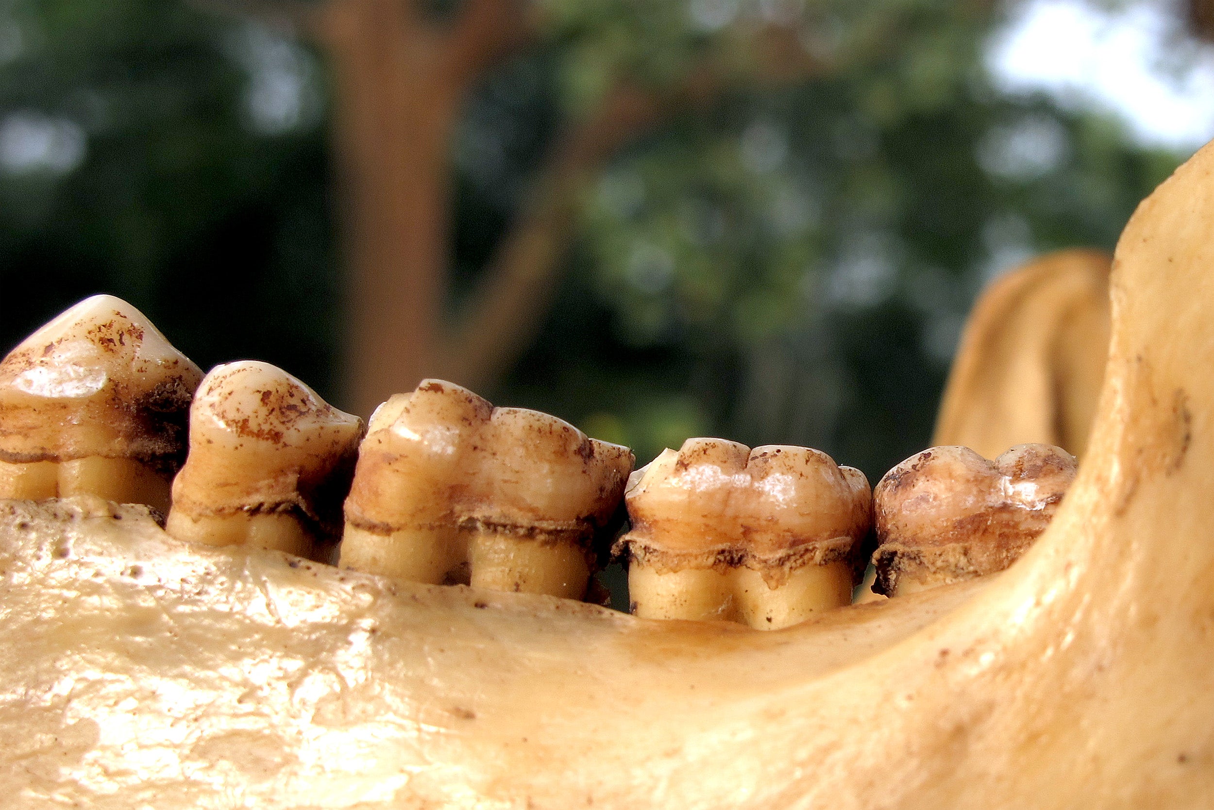Close up of a row of Chimpanzee teeth.