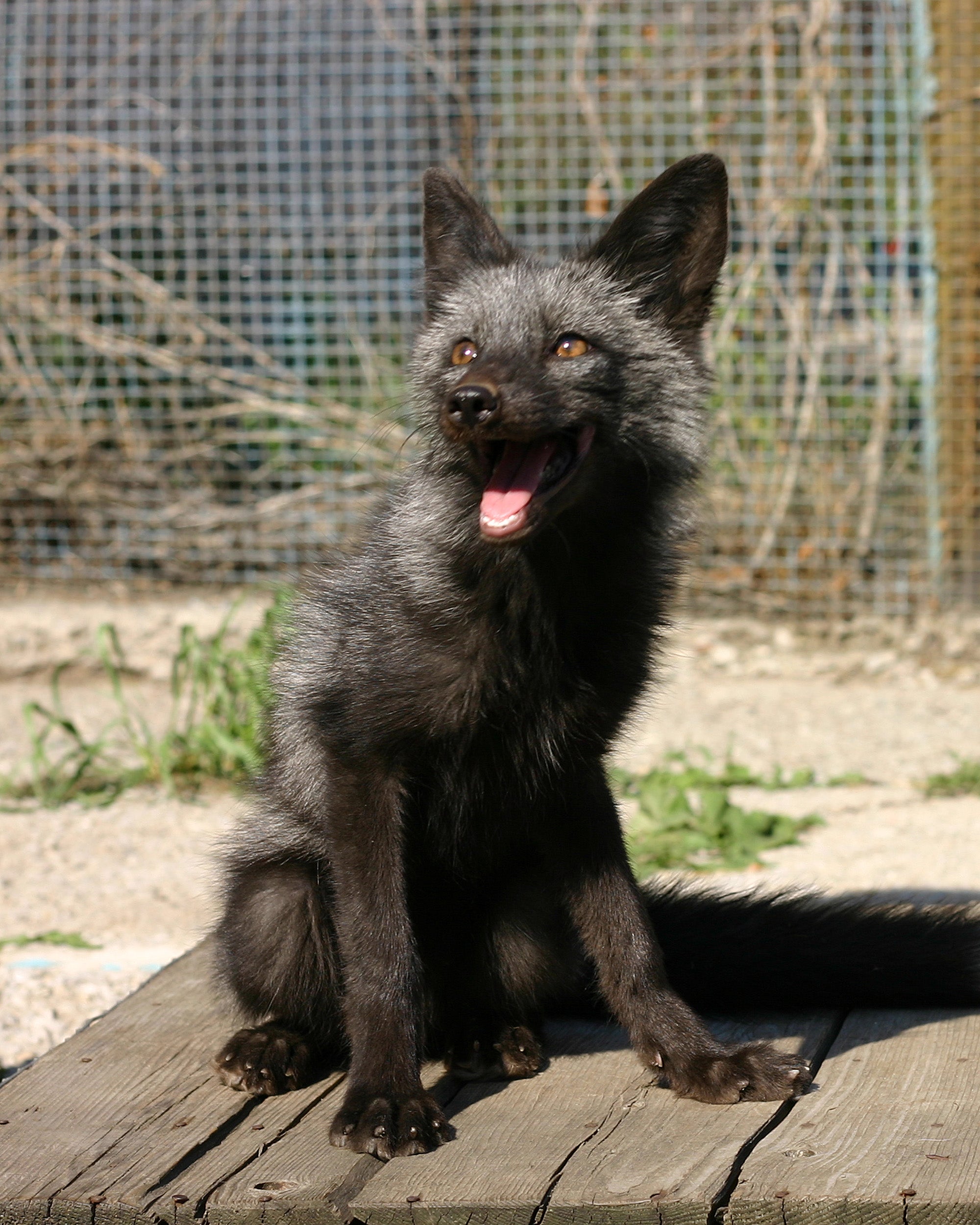 Black fox.