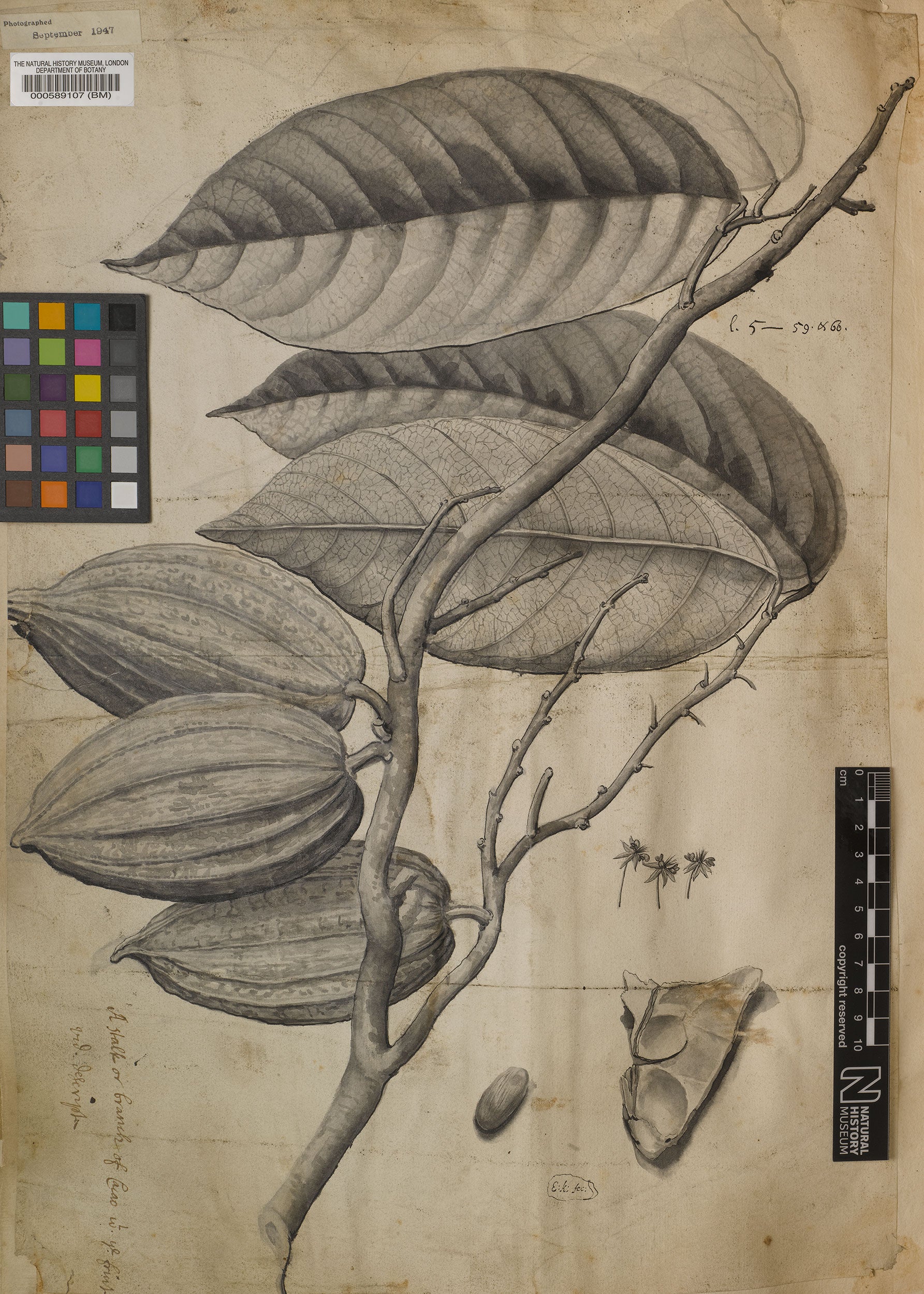 Illustration of Theobroma cacao L.