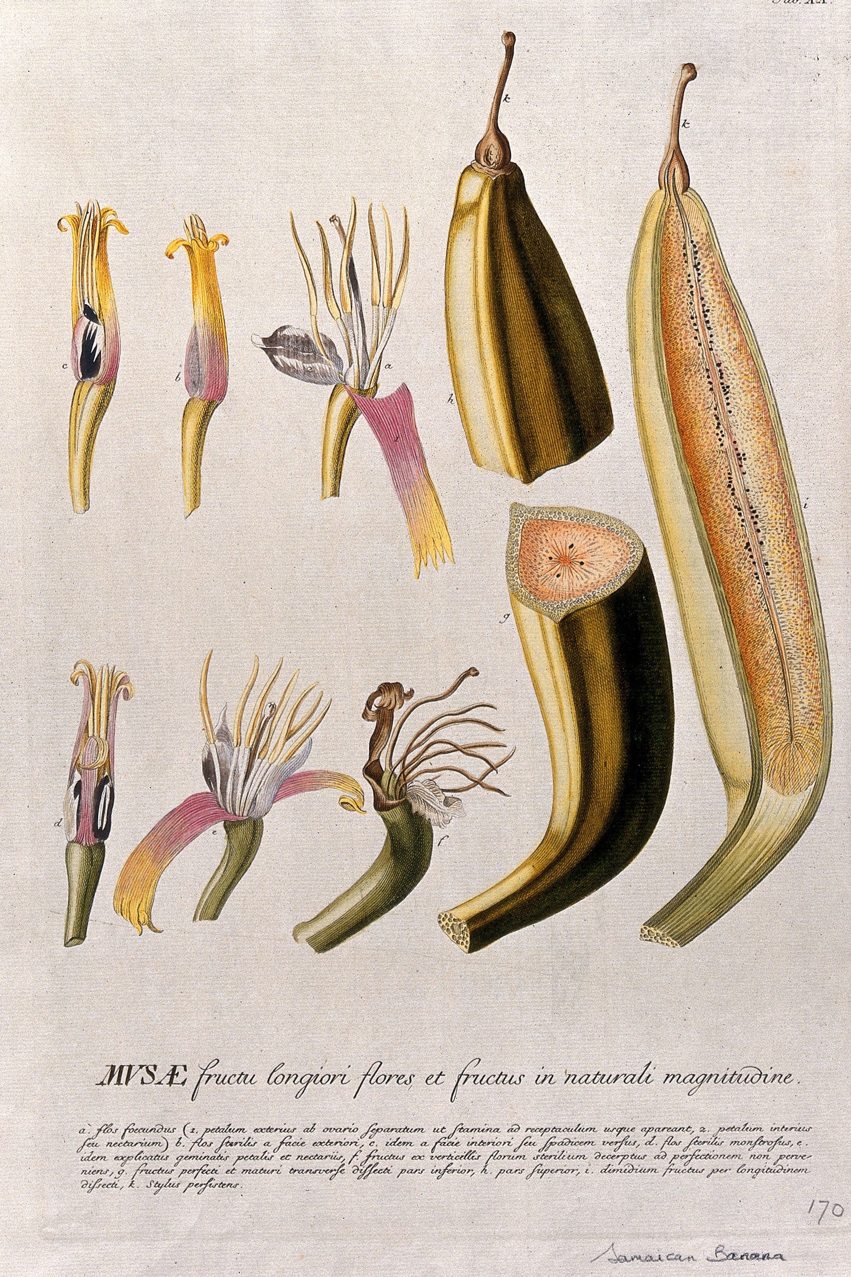 Illustration of Plantain Banana
