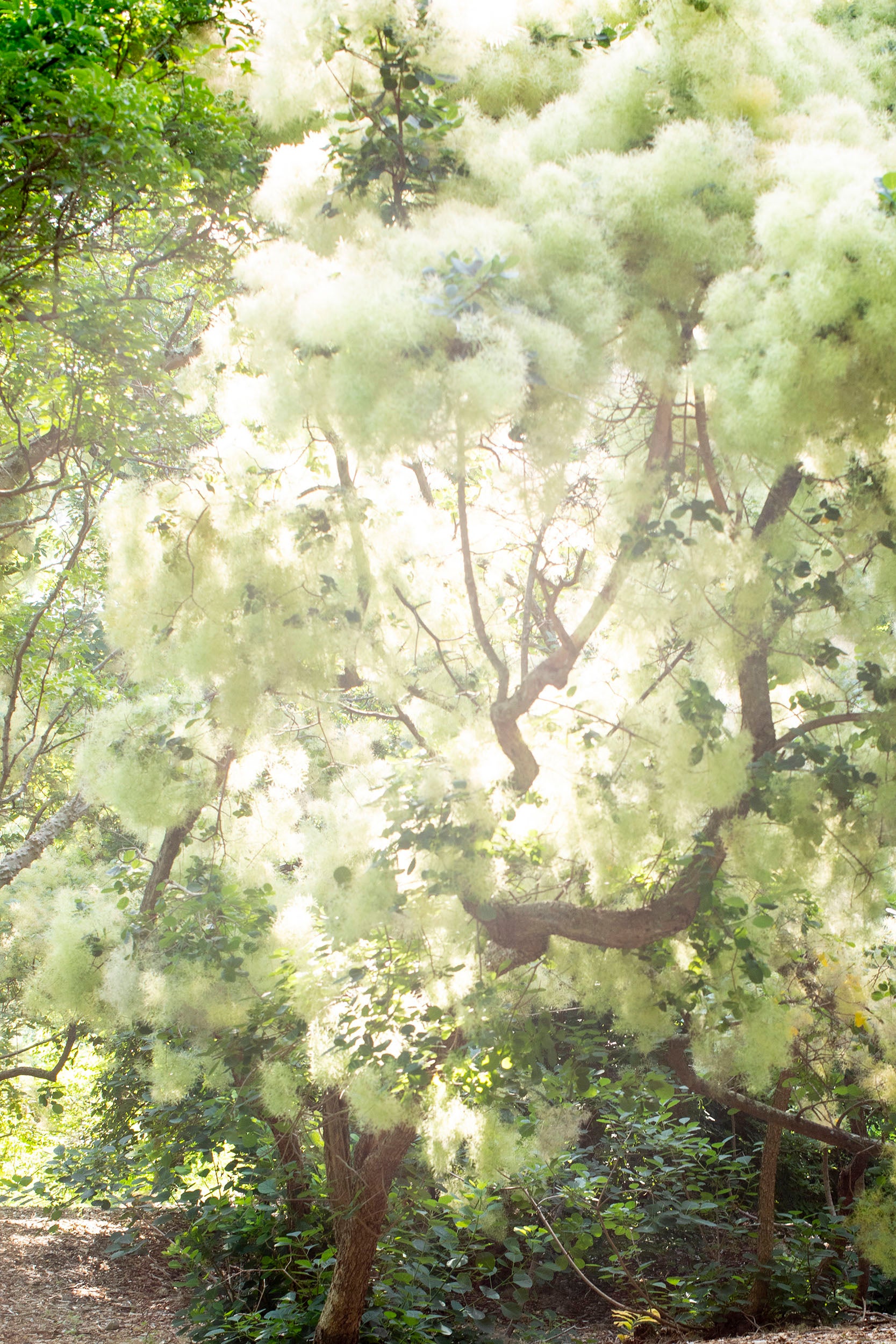 A smoke tree (Cotinus coggygria) at the Arboretum.