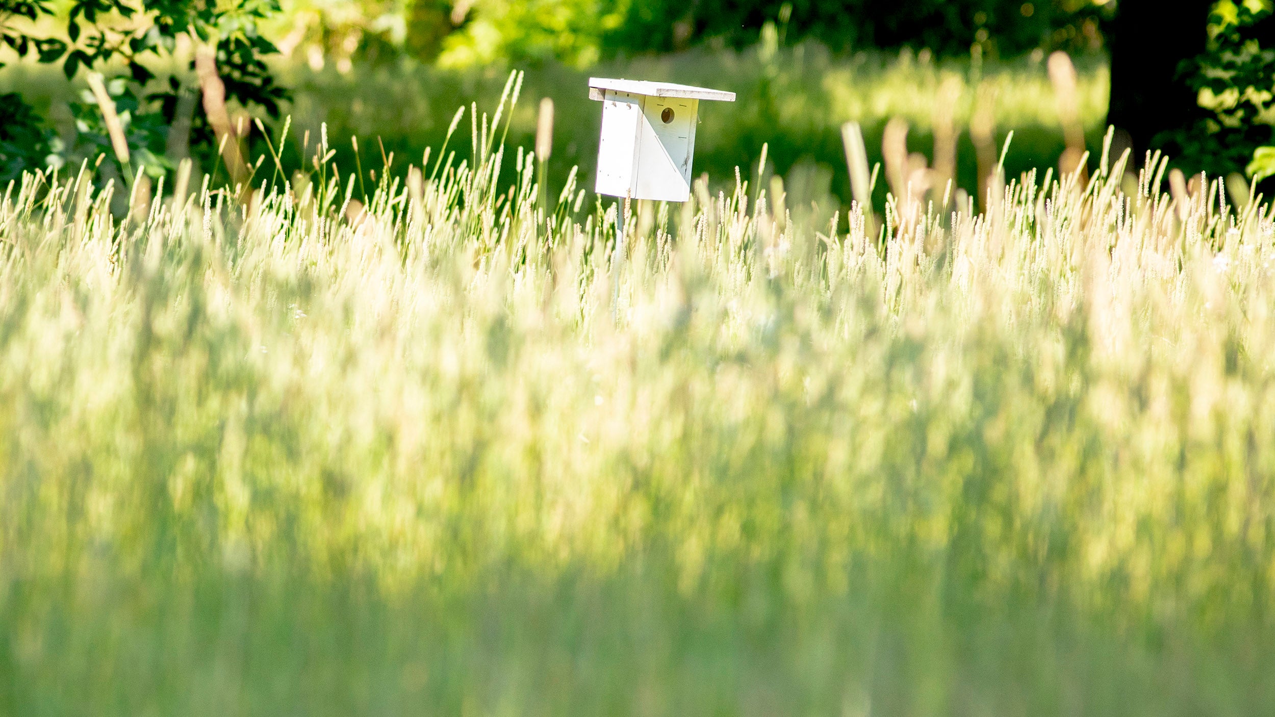 A bird house in the meadow at Arnold Arboretum.