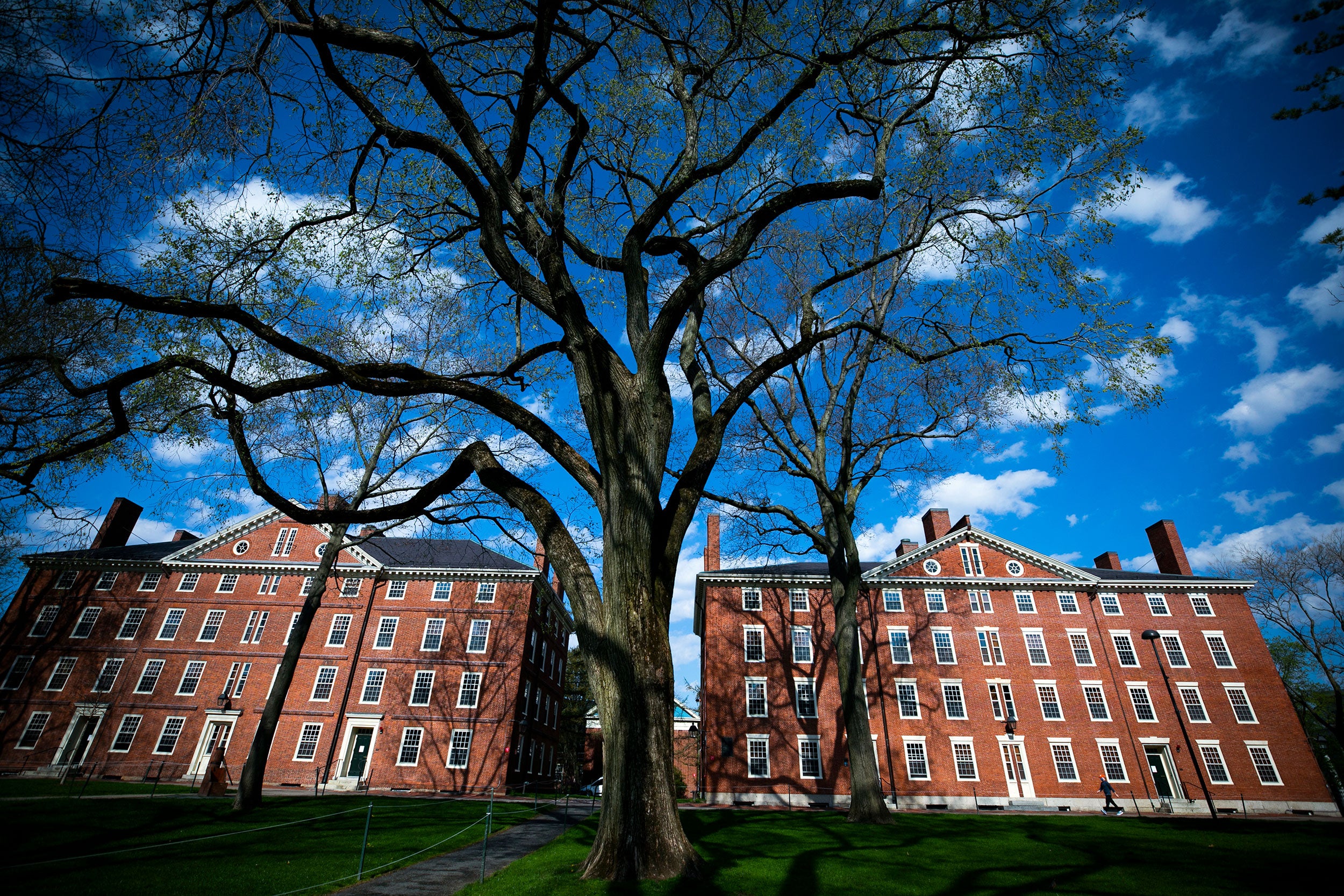 Hollis Hall and Stoughton Hall are pictured in Harvard Yard.
