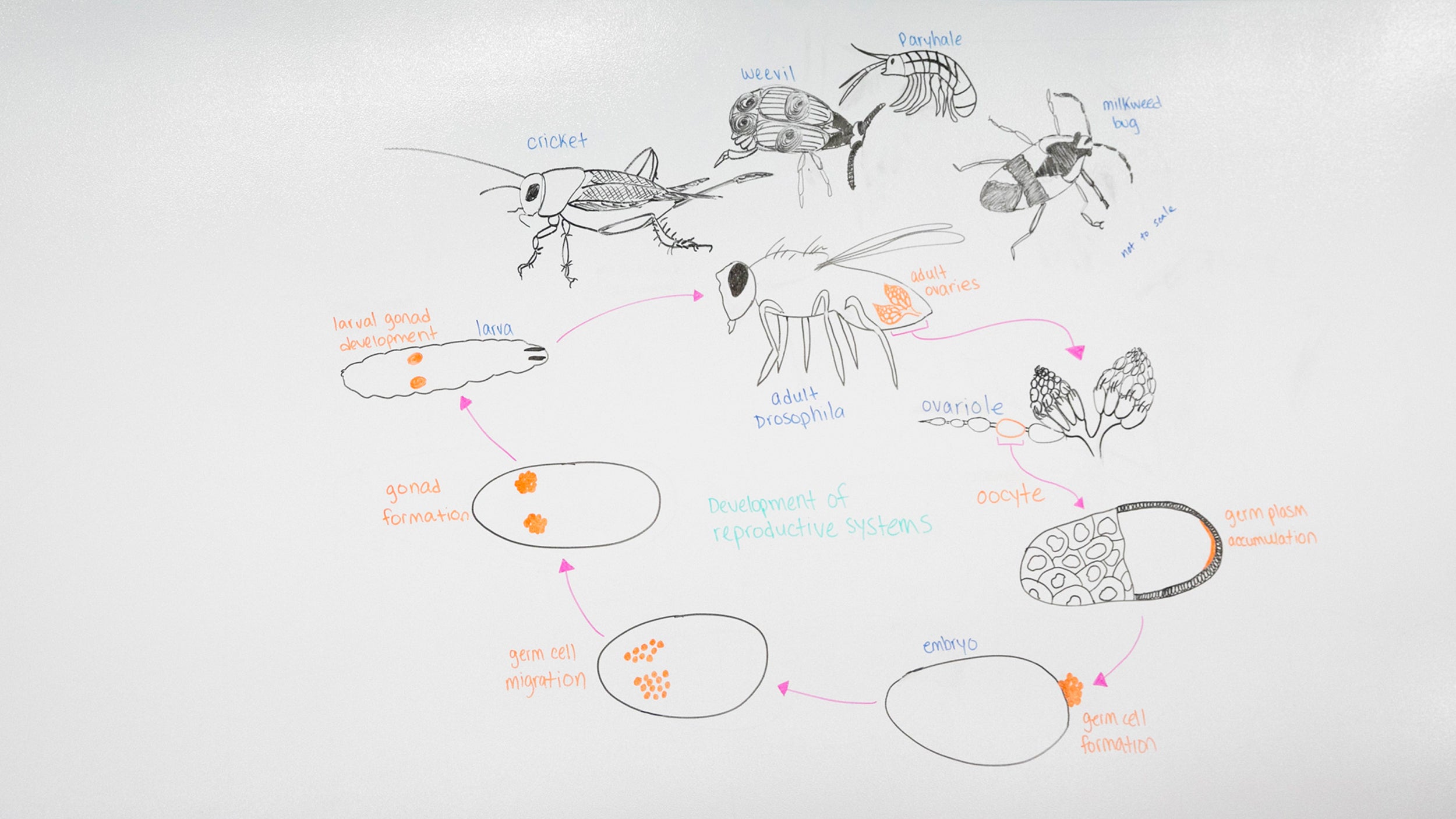 Animal embryos and other drawings on whiteboard.