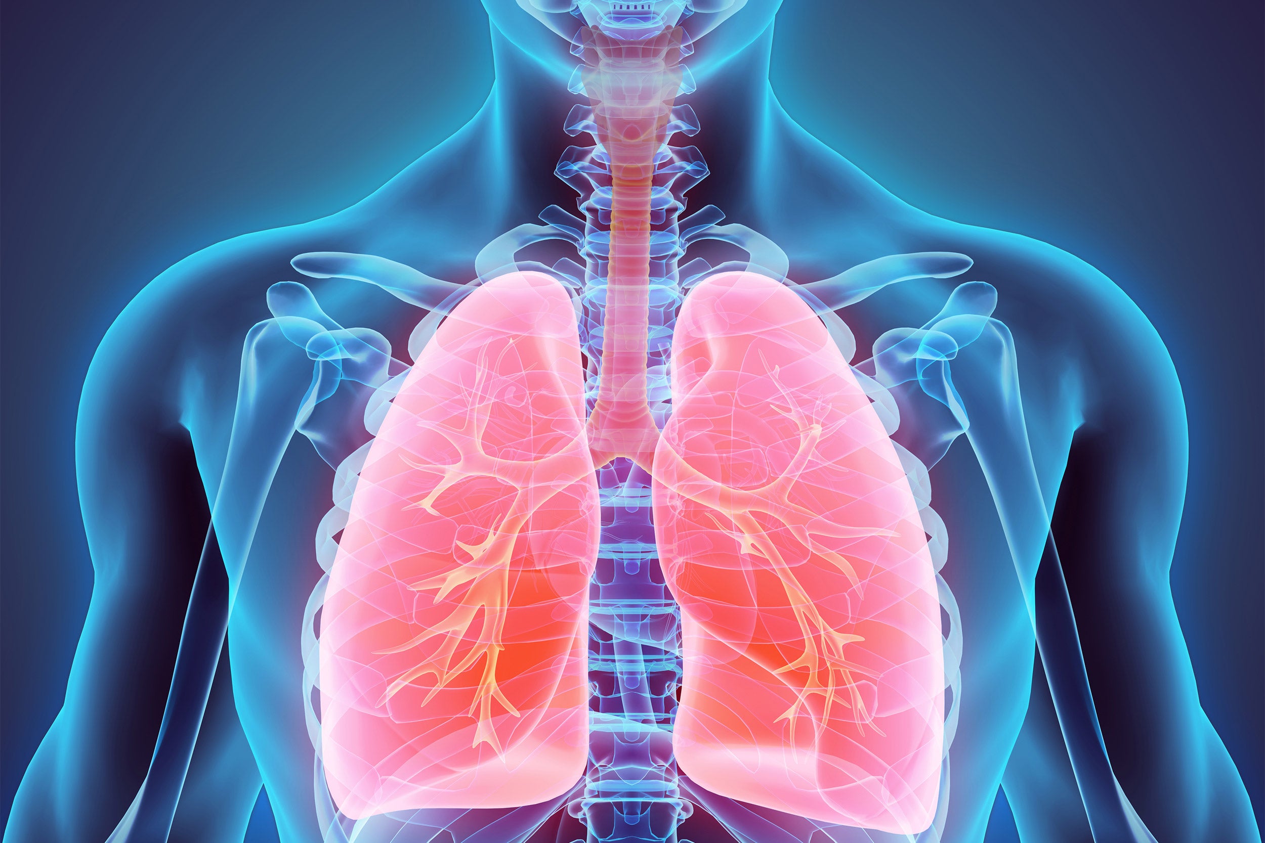 Lungs illustration.