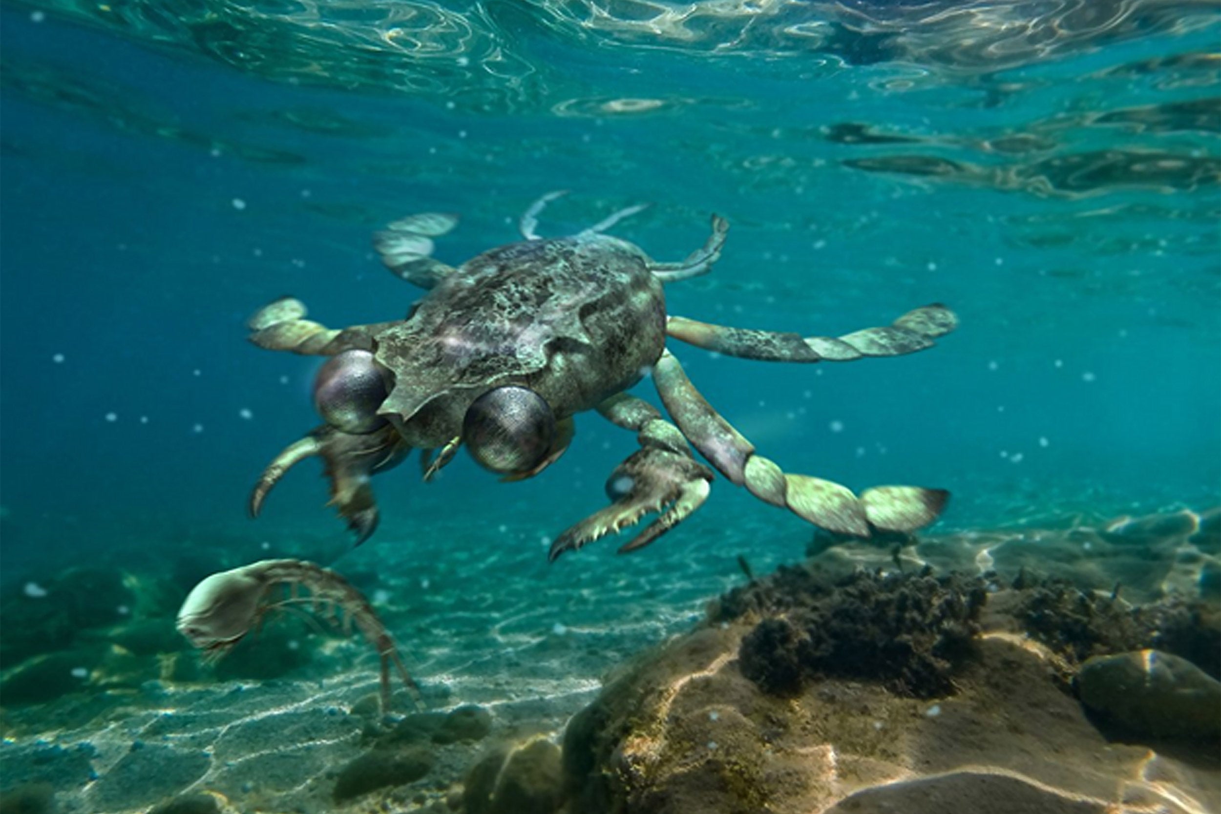 Ancient crab with big eyes was an active predator — Harvard Gazette