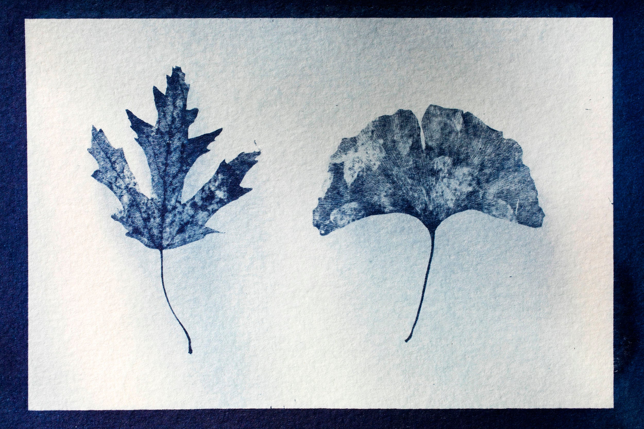 A cyanotype pairs two leaves, a maple and gingko,
