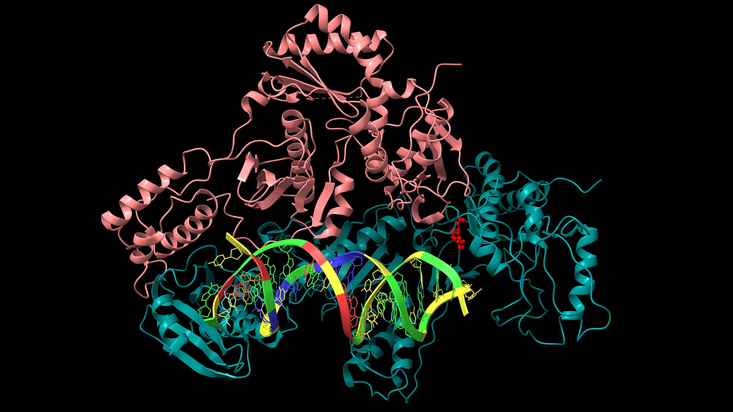 Structure of HIV-1 reverse transcriptase in complex with RNA/DNA and Nevirapine (red)