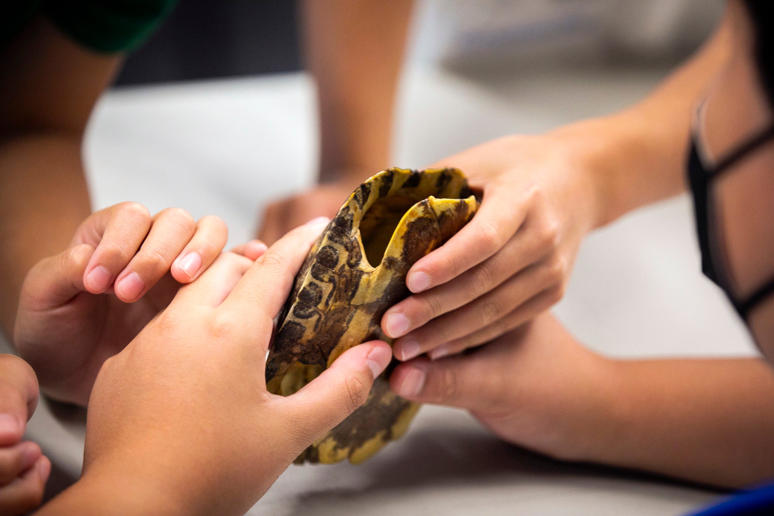 Students closely examine a snapping turtle shell.