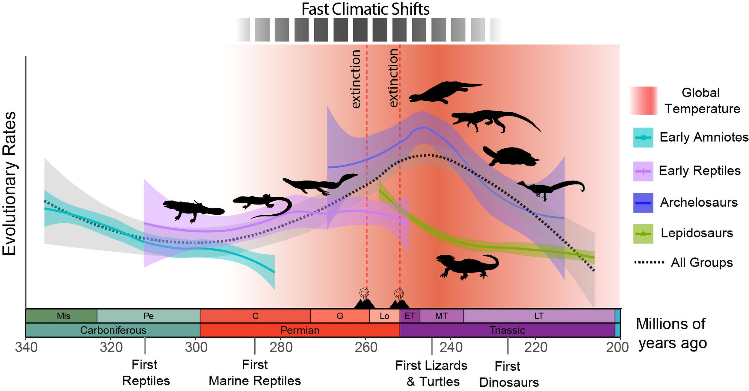 Chart shows rates of evolution (adaptive anatomical changes) in reptiles start increasing early in the Permian (at about 294 million years ago), which also marks the onset of the longest period of successive fast climatic shifts in the geological record. From 261 until 235 million years ago, increased global warming from massive volcanic eruption contributed to further climate change and led to the hottest period in Earth’s history. This resulted in two mass extinctions and the demise of reptile competitors on land (mammalian ancestors). The most intensive period of global warming coincided with the fastest rates of evolution in reptiles, marking the diversification of reptile body plans and the origin of modern reptile groups.