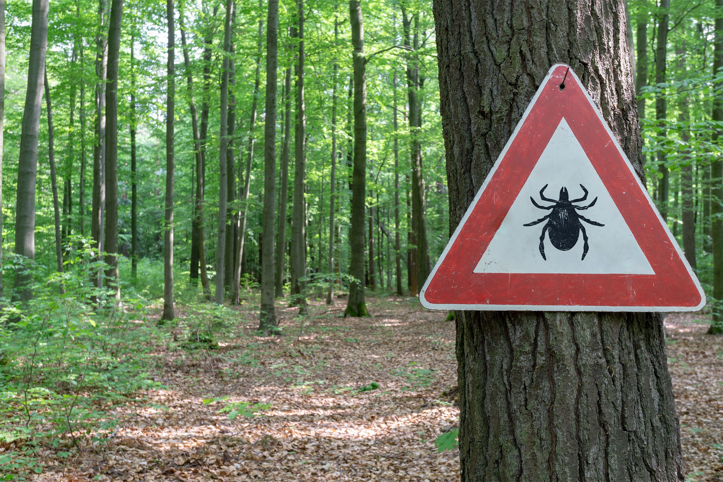 Tick warning sign in woods.