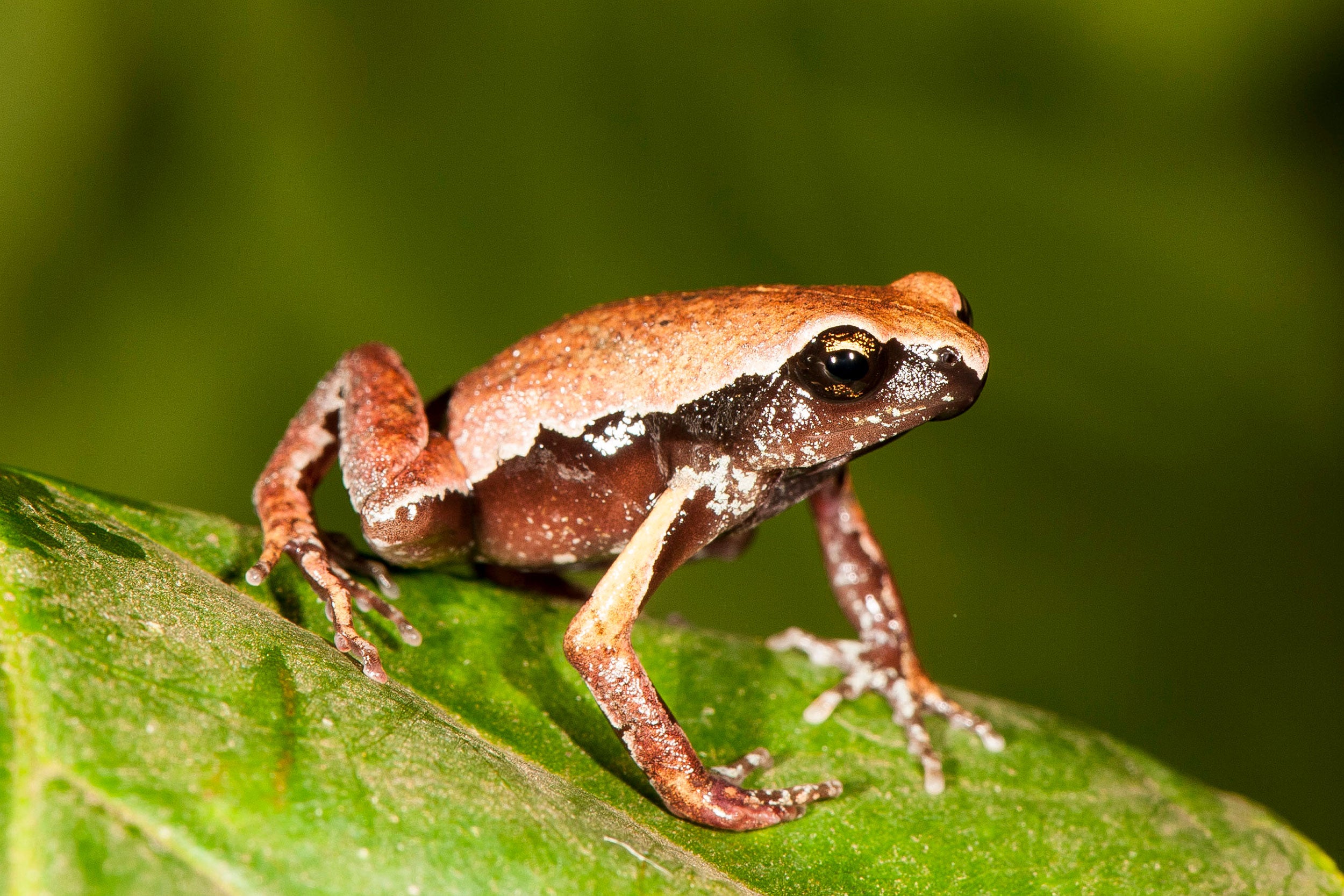 Franky's Narrow-Mouthed Frog