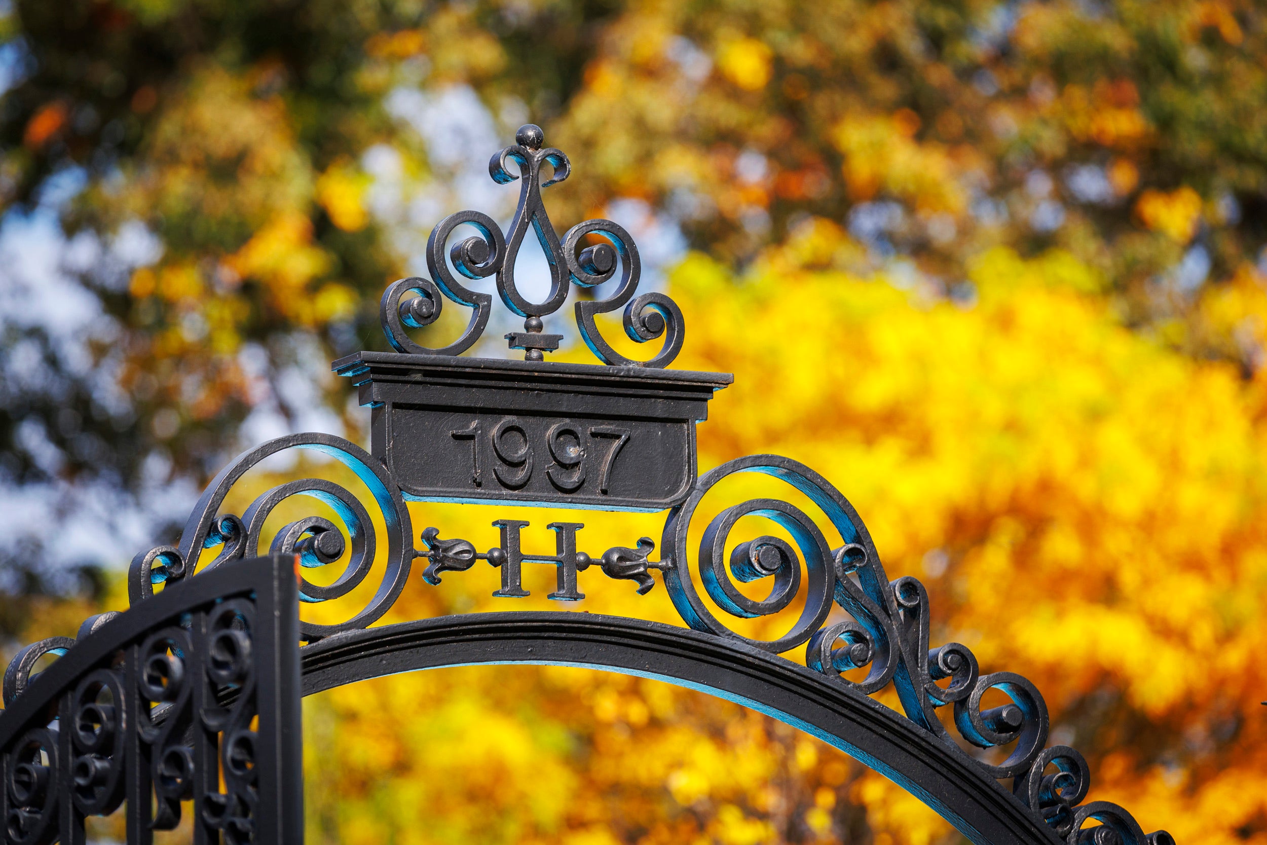 Autumn foliage is brightly yellow behind an ornate Harvard Yard gate.